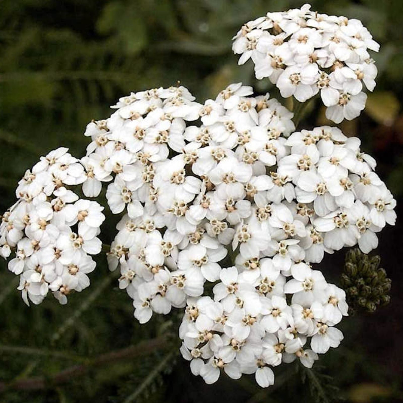 White Yarrow Seeds 1000 Count – Achillea Millefolium – Drought-Resistant Perennial Flower for Gardens and Pollinator Habitats
