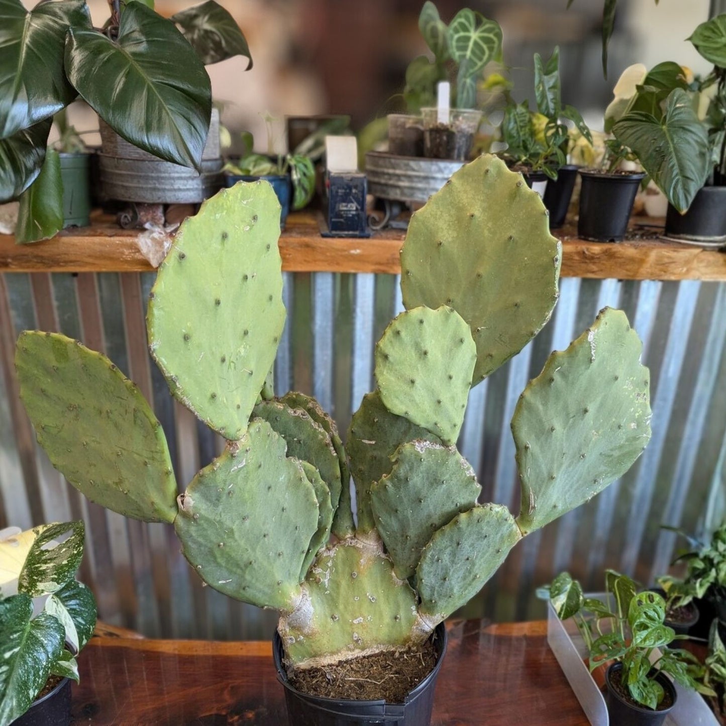 Opuntia Gomei Cuttings - Old Mexico Pear Cactus Pads 6-10 inches - Succulent Plant for Home Garden Decor