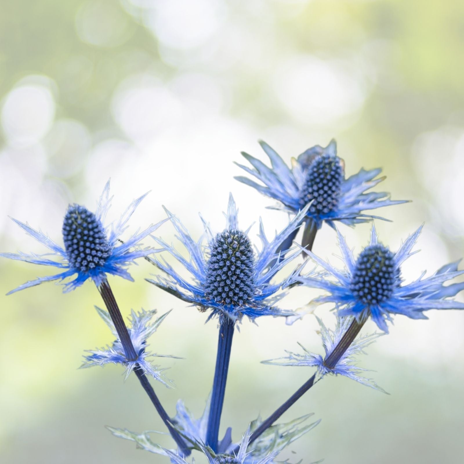 Blue Star Sea Holly Seeds - Eryngium Planum - 25+ Seeds - Florist Choice - Drought Tolerant Perennial