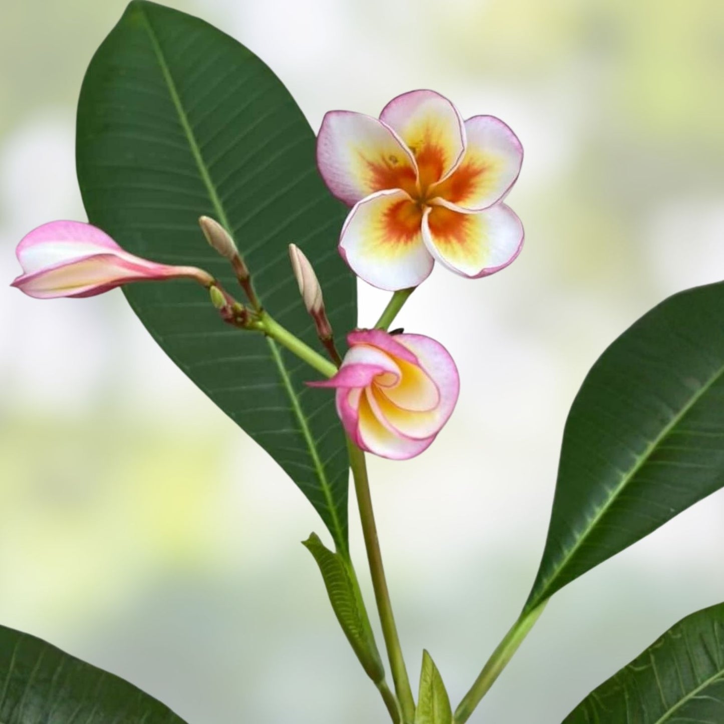 Fireblast Plumeria Cutting - Mid Size Tropical Flowering Plant - Plumeria spp, for Gardens and Landscapes