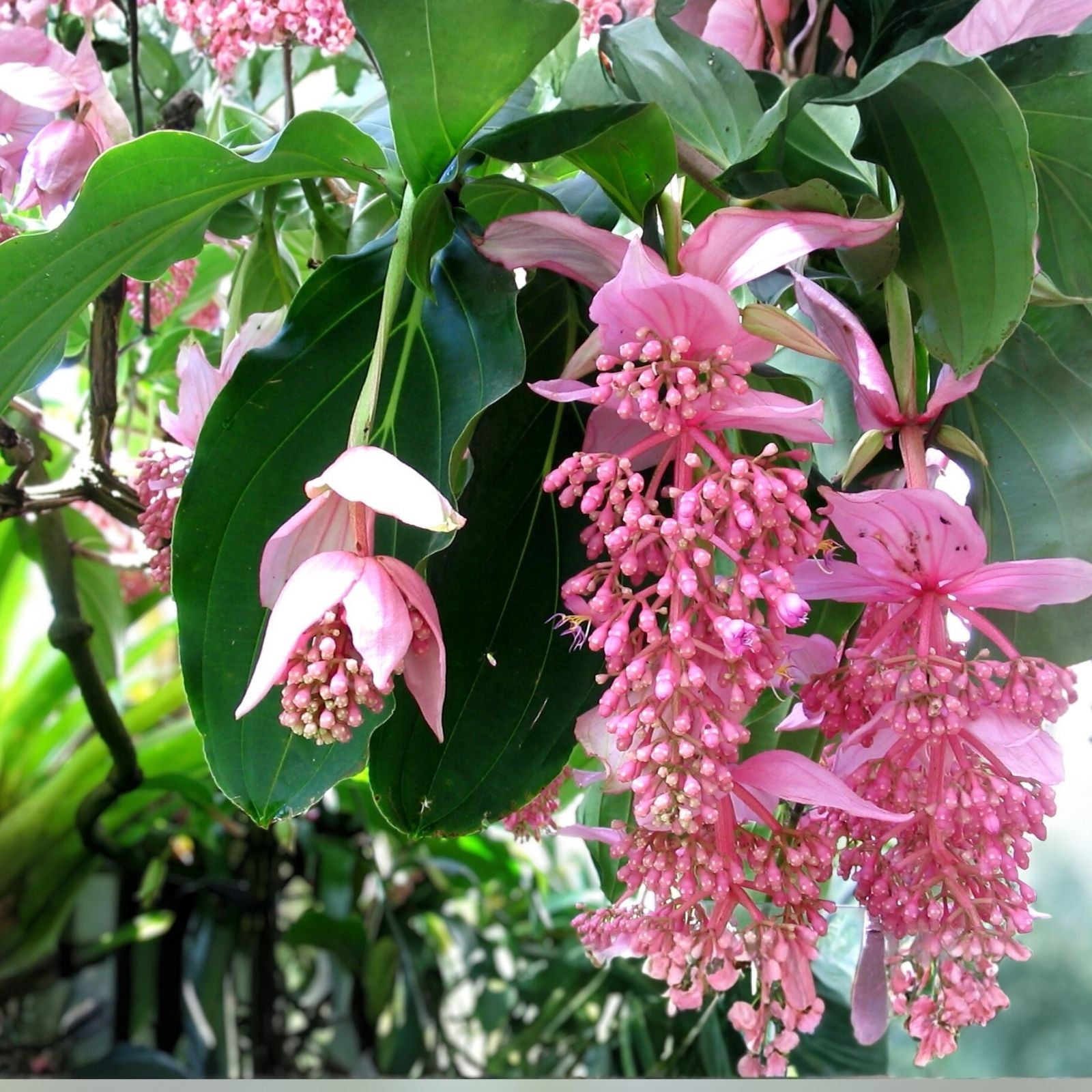 Medinilla Plant Starter - Bella Magnifica - Rare Live Rooted Houseplant - Tropical Foliage Plant