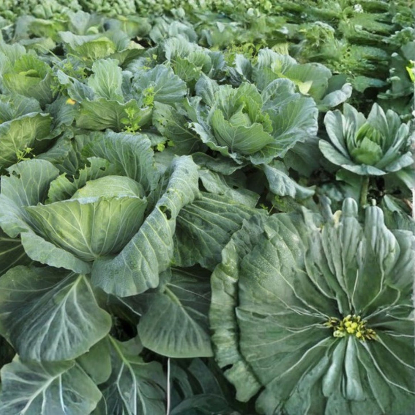 Collard Greens Seeds - Heirloom Morris Variety - Non-GMO Brassica oleracea var. viridis - 50+ Seeds for Gardening and Cooking