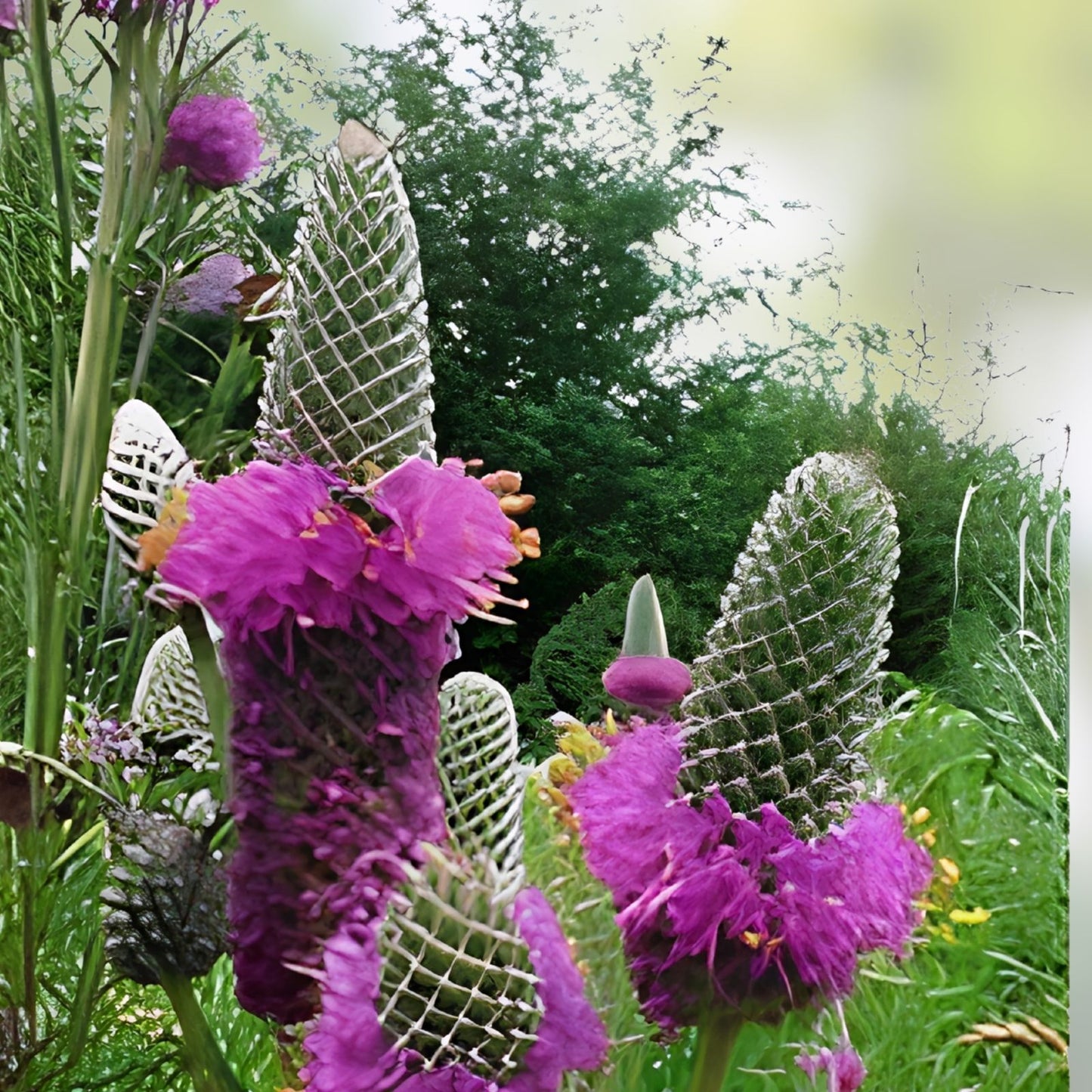 Purple Prairie Clover Seeds - 50 Count - Native Wildflower for Pollinator Gardens and Landscaping - Dalea purpurea