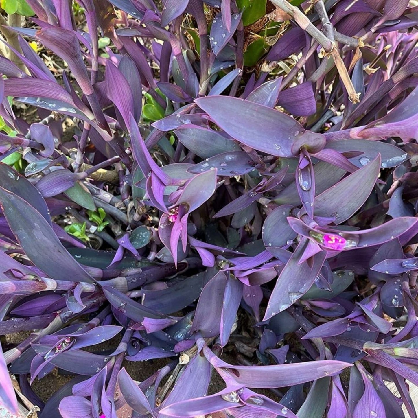 Purple Heart Wandering Tradescantia Pallida Cuttings - 5 Jew Plant Clippings for Cactus and Succulent Gardens