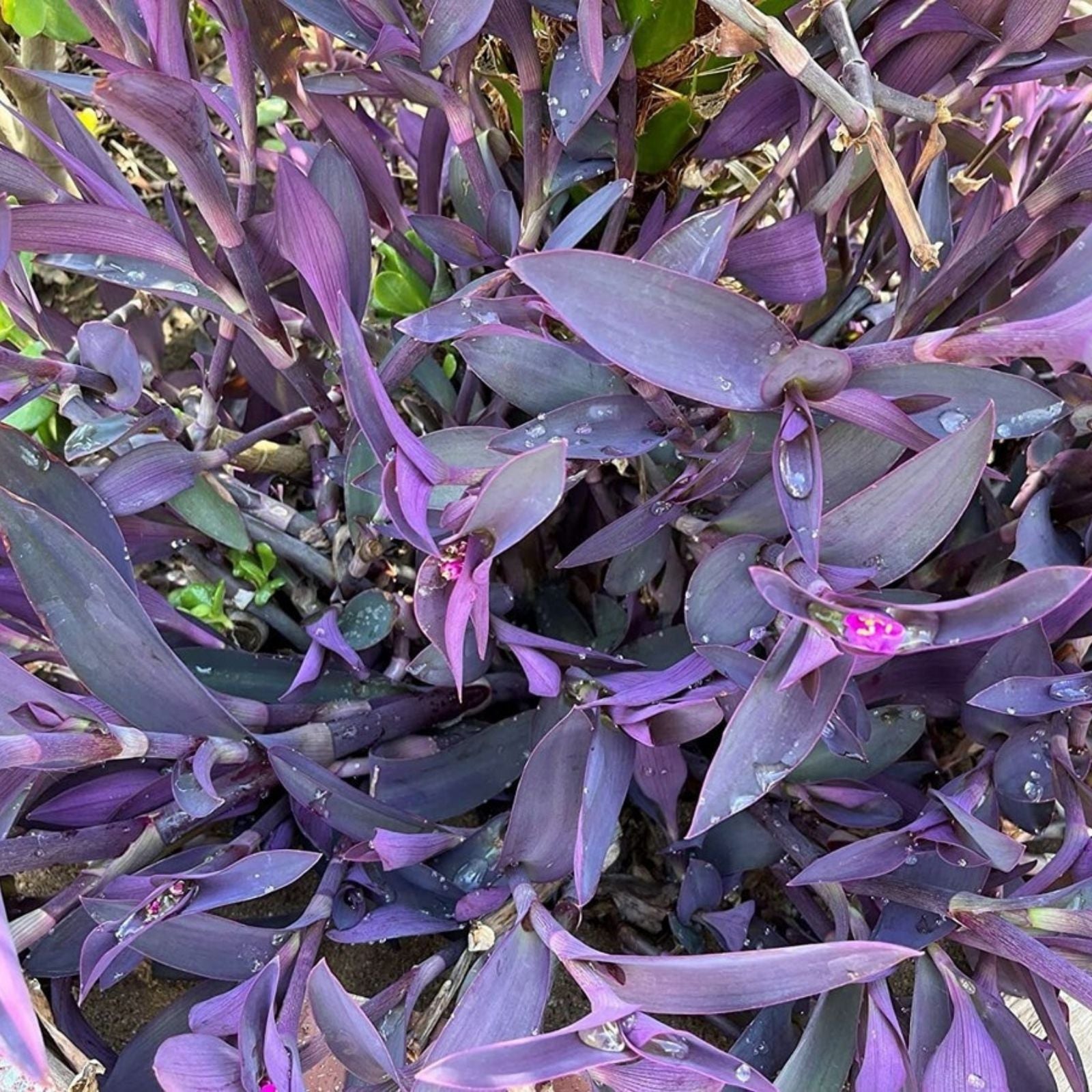 Purple Heart Wandering Tradescantia Pallida Cuttings - 5 Jew Plant Clippings for Cactus and Succulent Gardens