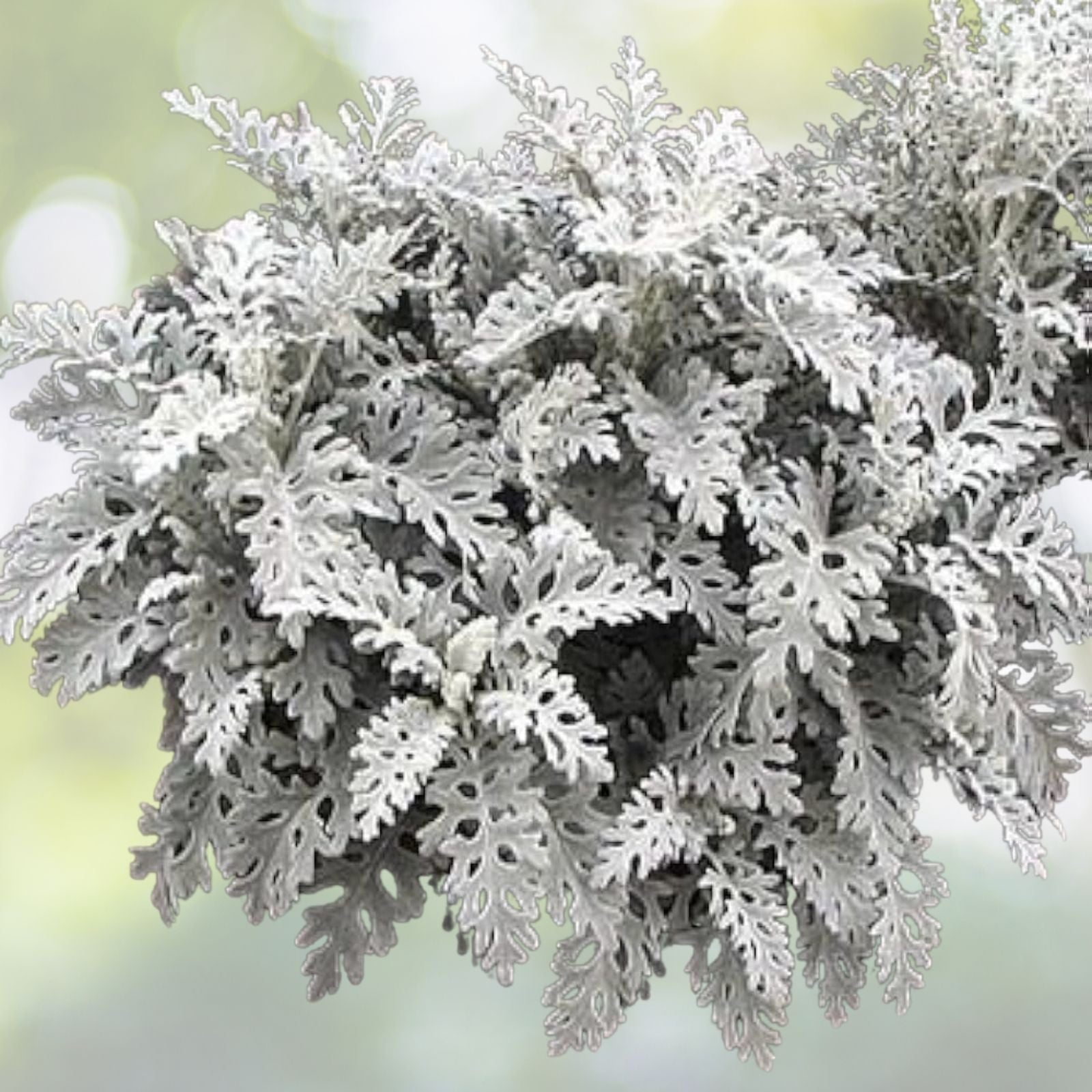 Silver Dust Seeds - 200+ Pack - Dusty Miller (Cineraria Maritima) - Drought Tolerant Ground Cover