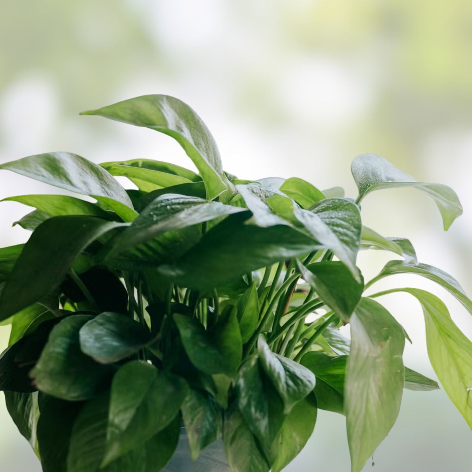 20 Pothos Cuttings - Rooted Indoor Plant - Epipremnum aureum - Easy Care Houseplant for Home & Office