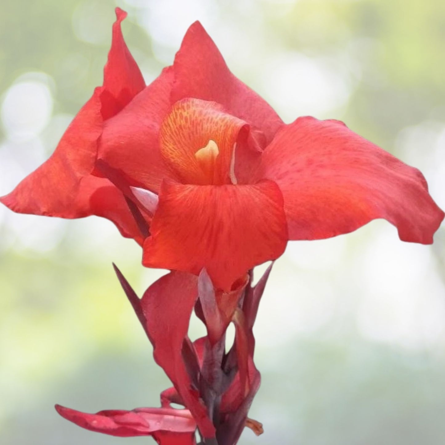Canna Lily Bulbs (2) - Beautiful Red Velvet Variety - Canna indica