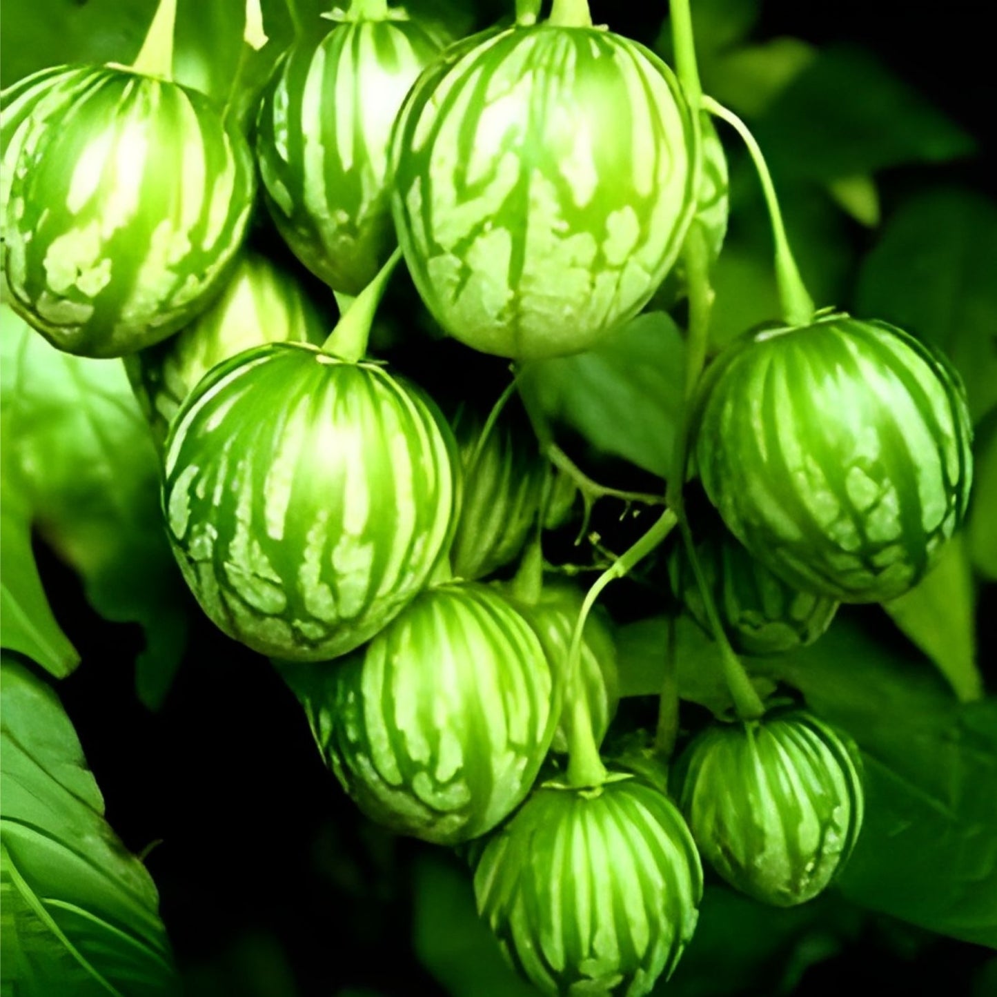 Tzimbalo Fruit Bush Seeds 10 Pack - Solanum caripense Tropical Edible Plant Seeds for Gardening, Rare Fruit Plant Seeds