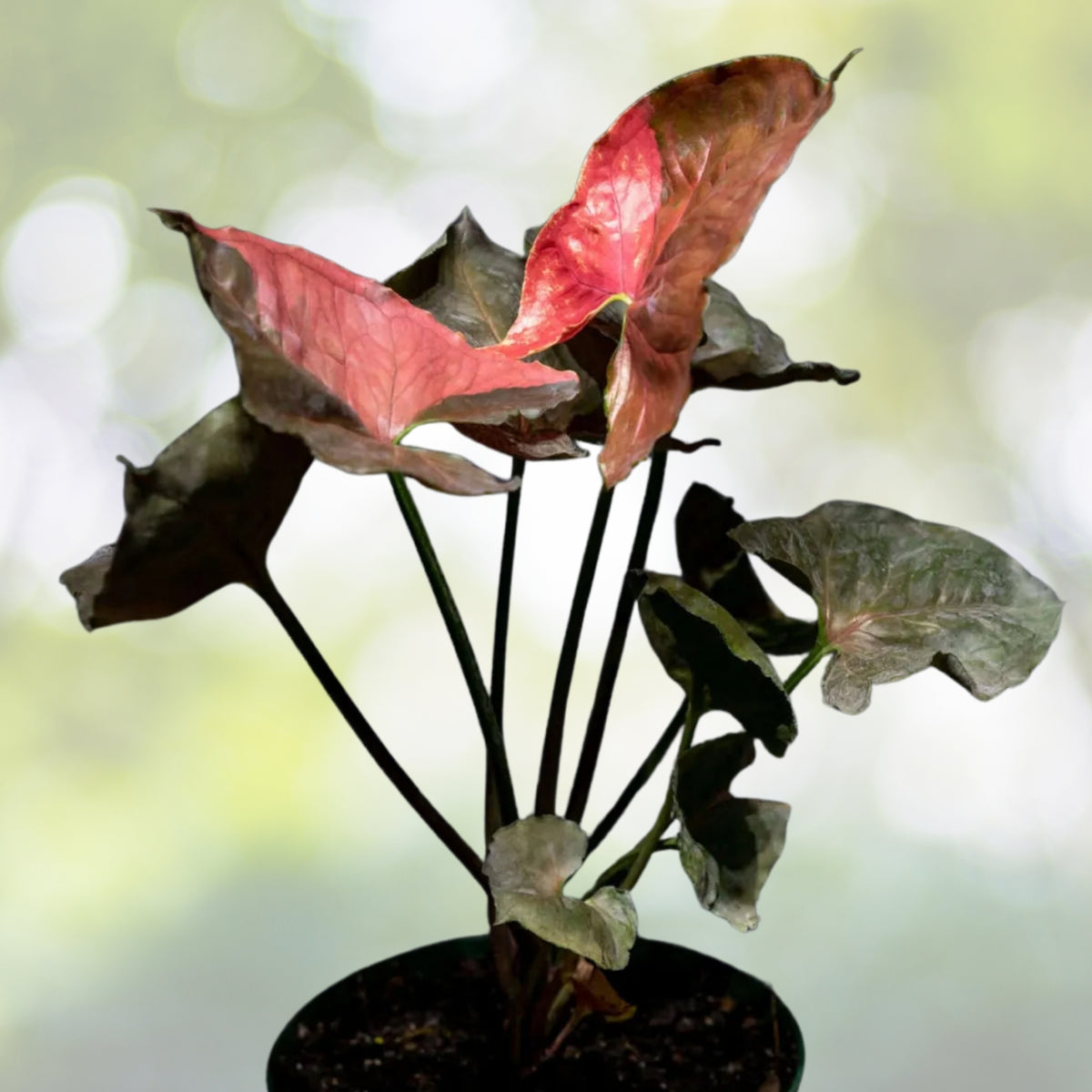 Syngonium Strawberry Cream Plant 6" Pot, Goosefoot Plant (Nephthytis) - Indoor Houseplant, Easy Care, Versatile Decor