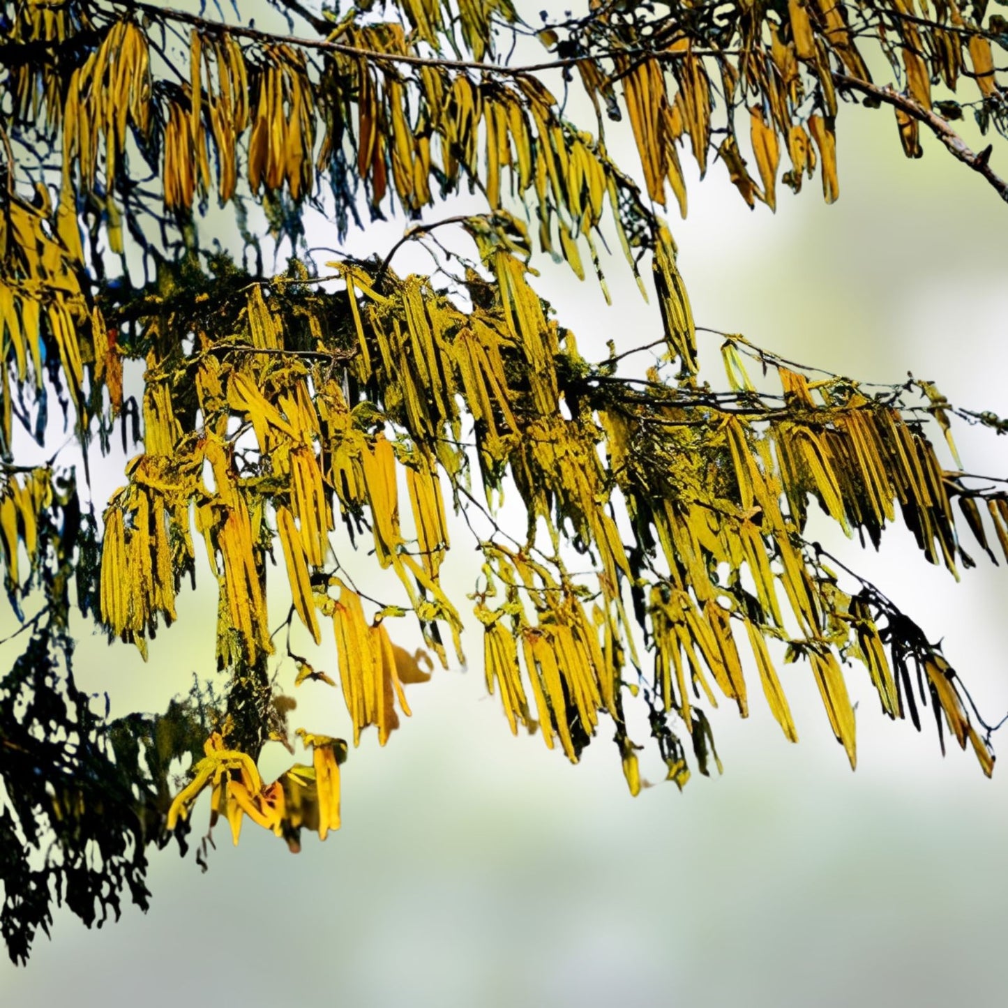 Hazel Alder Tree Seeds 30 Pack, Alnus incana Rugosa, Native, Fast-Growing, Ornamental, Woodland, Landscaping, Tree Seeds