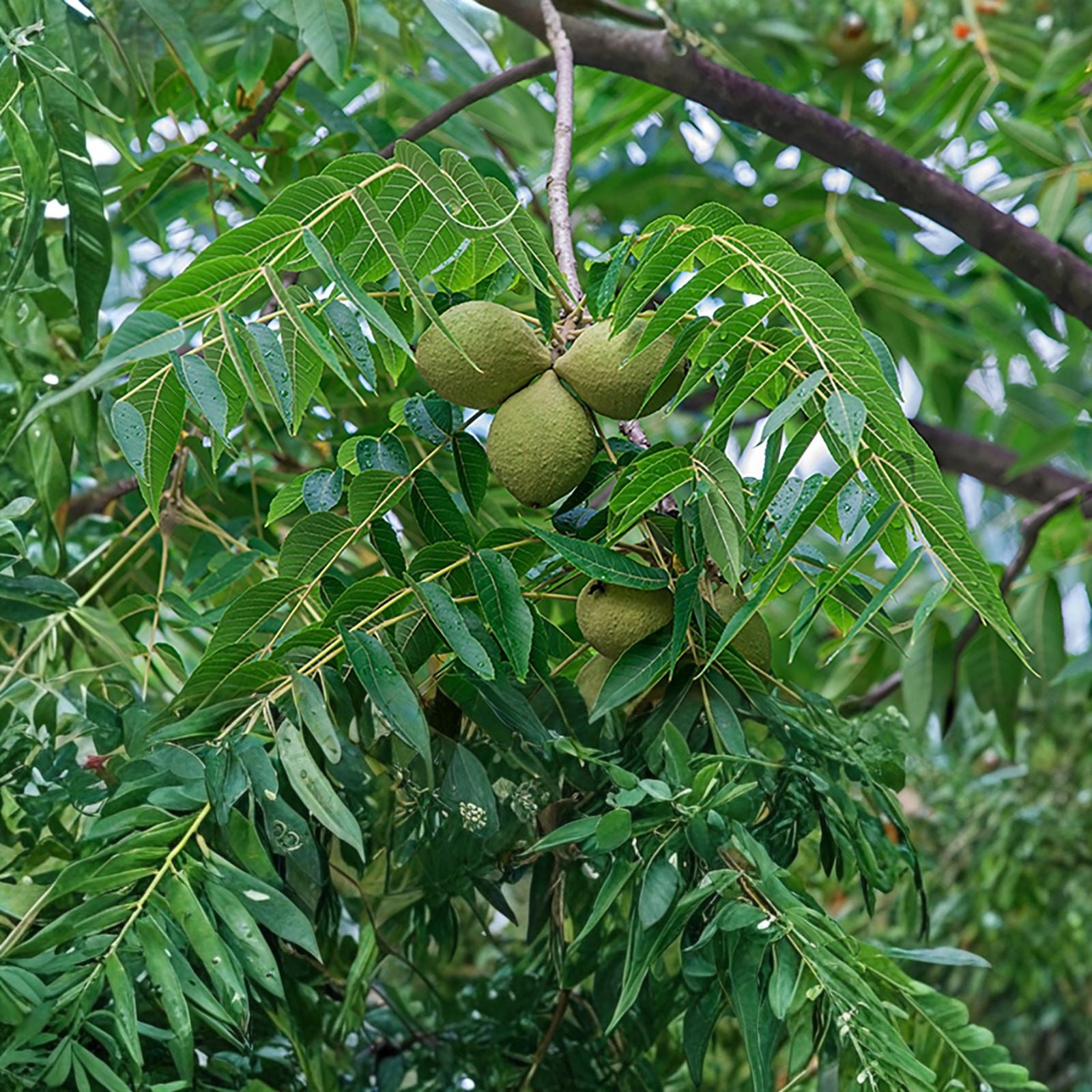 Black Walnut Tree Live Plant 8-16" Bare Root Juglans nigra Hardy Edible Nuts Shade Tree Zones 5-9
