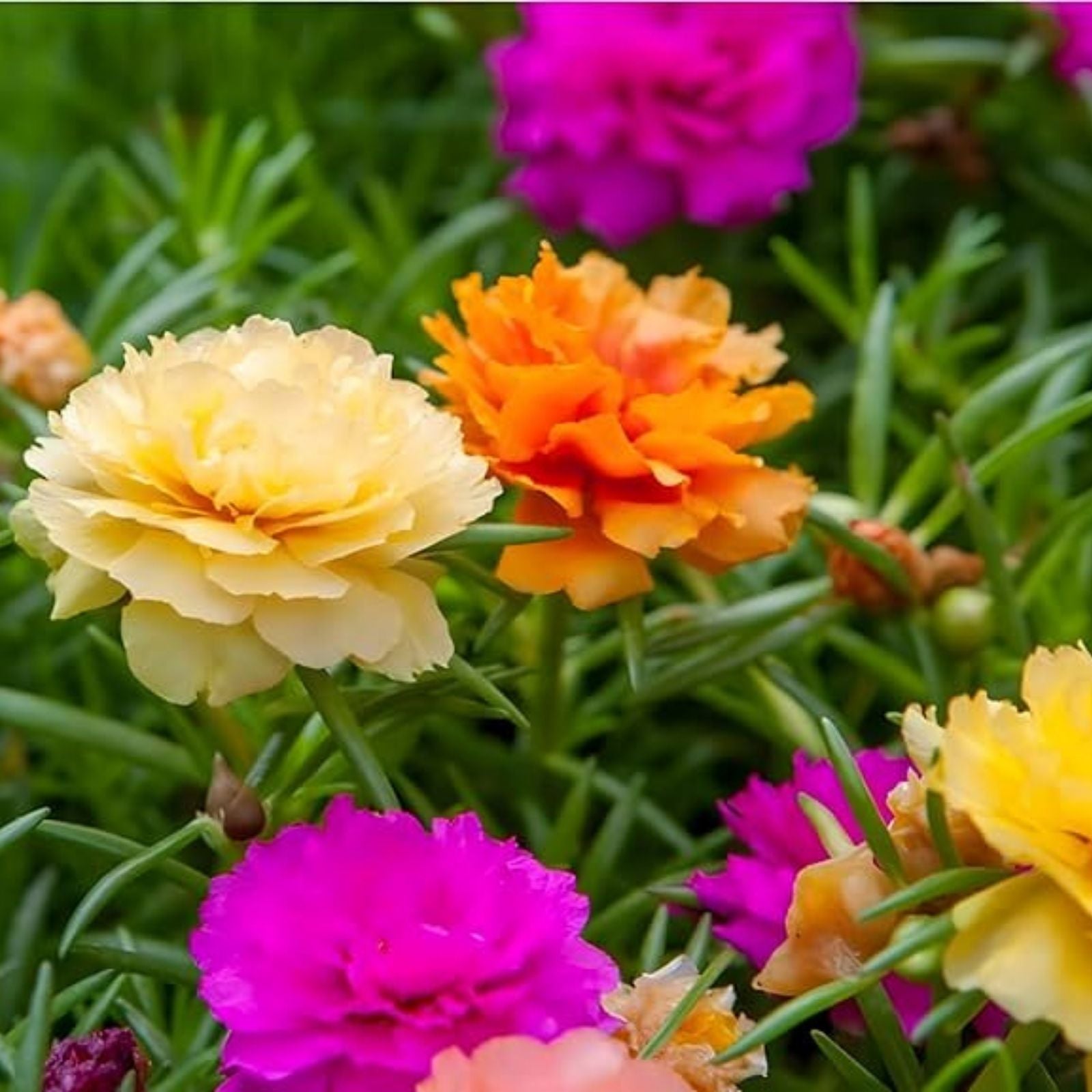 Double Orange Portulaca Oleracea Purslane Plant - Vibrant Succulent Ground Cover - US Seller