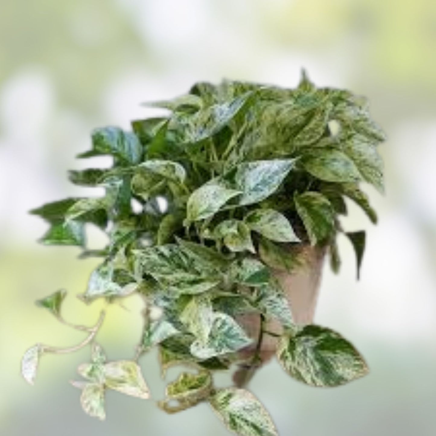 Marble Queen Pothos Cuttings - 4 No Roots in Sphagnum Moss - Epipremnum aureum - Houseplant Propagation Material