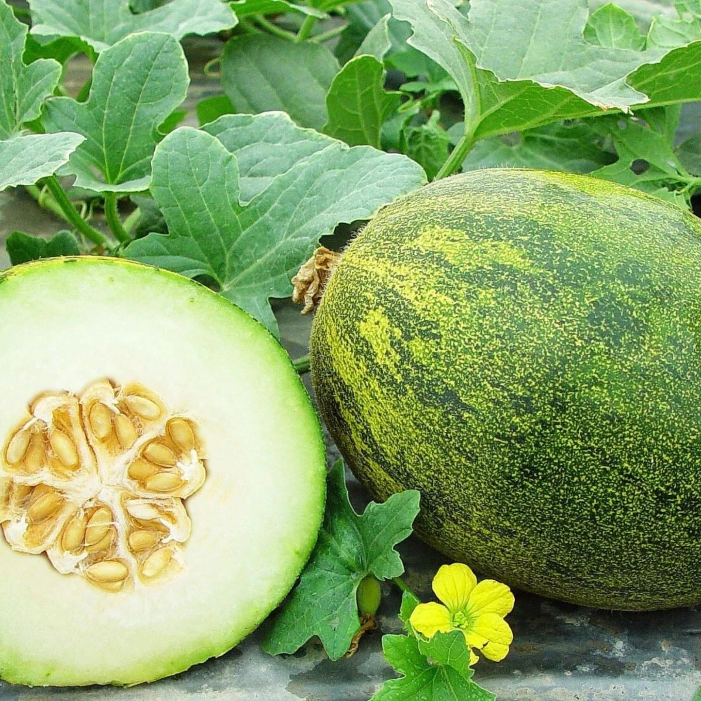 Coconut Melon Seeds for Planting - 10 Seeds - Unique Coconut-Like Appearance, Sweet Taste - Cucumis melo