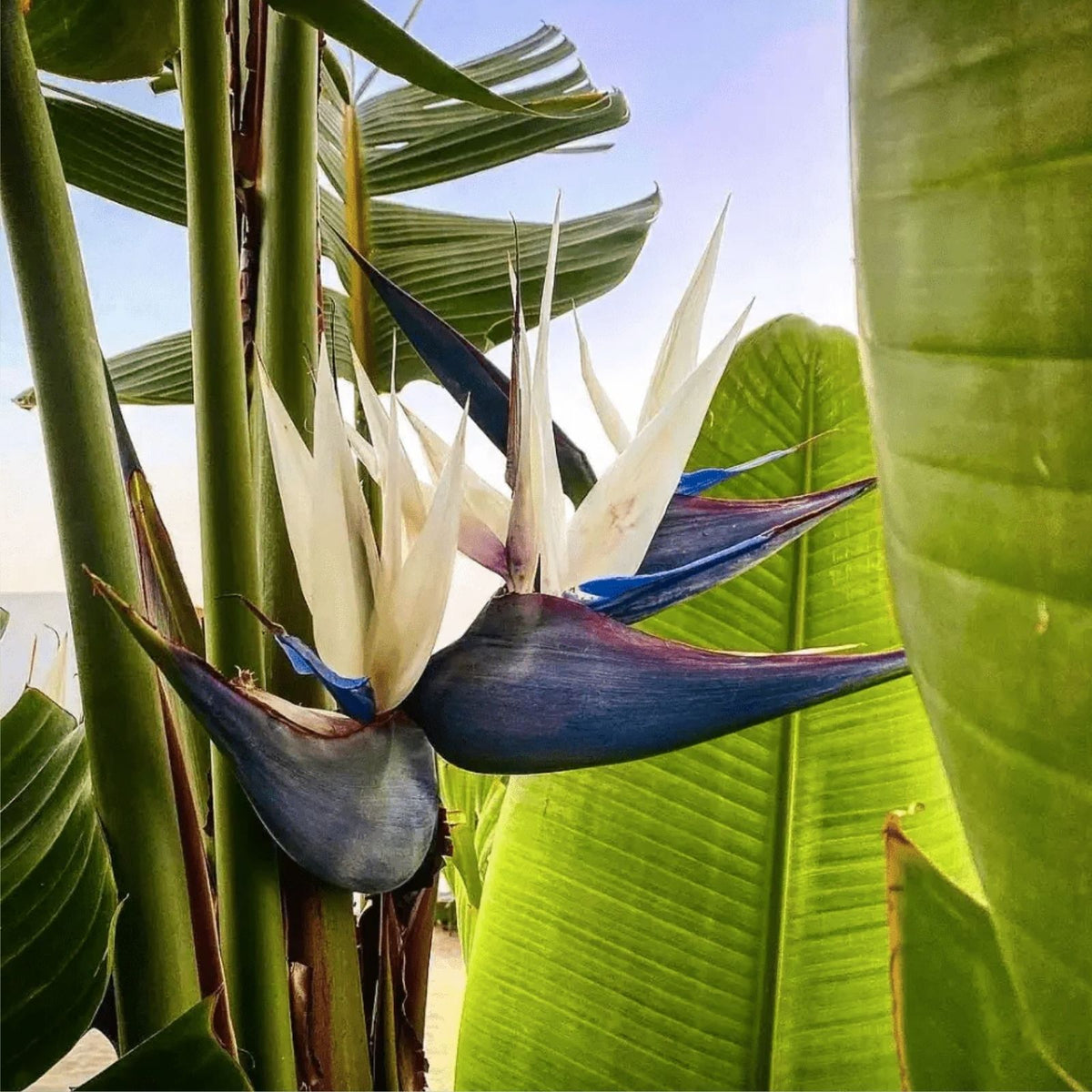 White Bird of Paradise Seeds 5 Pack | Indoor Plant or Bonsai | Strelitzia nicolai | Tropical Evergreen Seeds