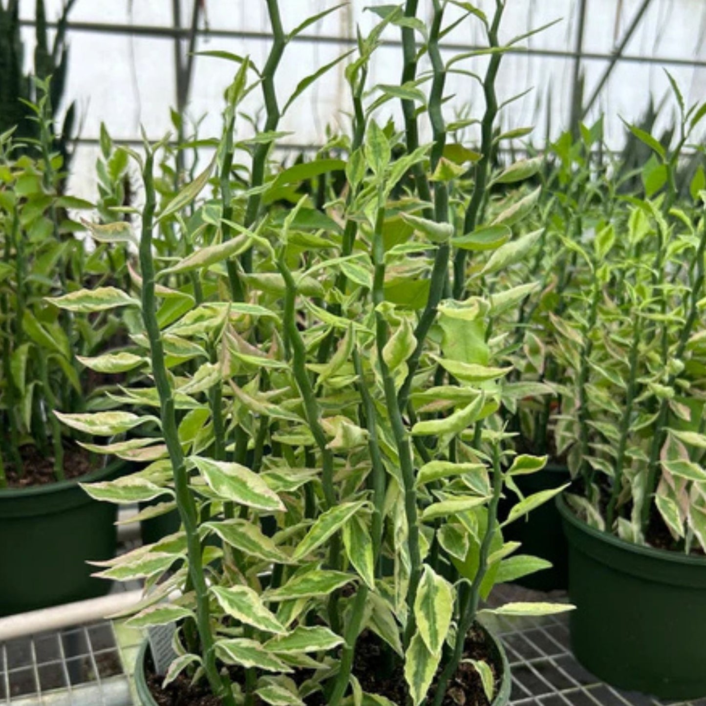 Devil's Backbone Plant Cuttings - 2 Fresh Euphorbia Tithymaloides Clippings with Extras - Succulent Indoor Plant