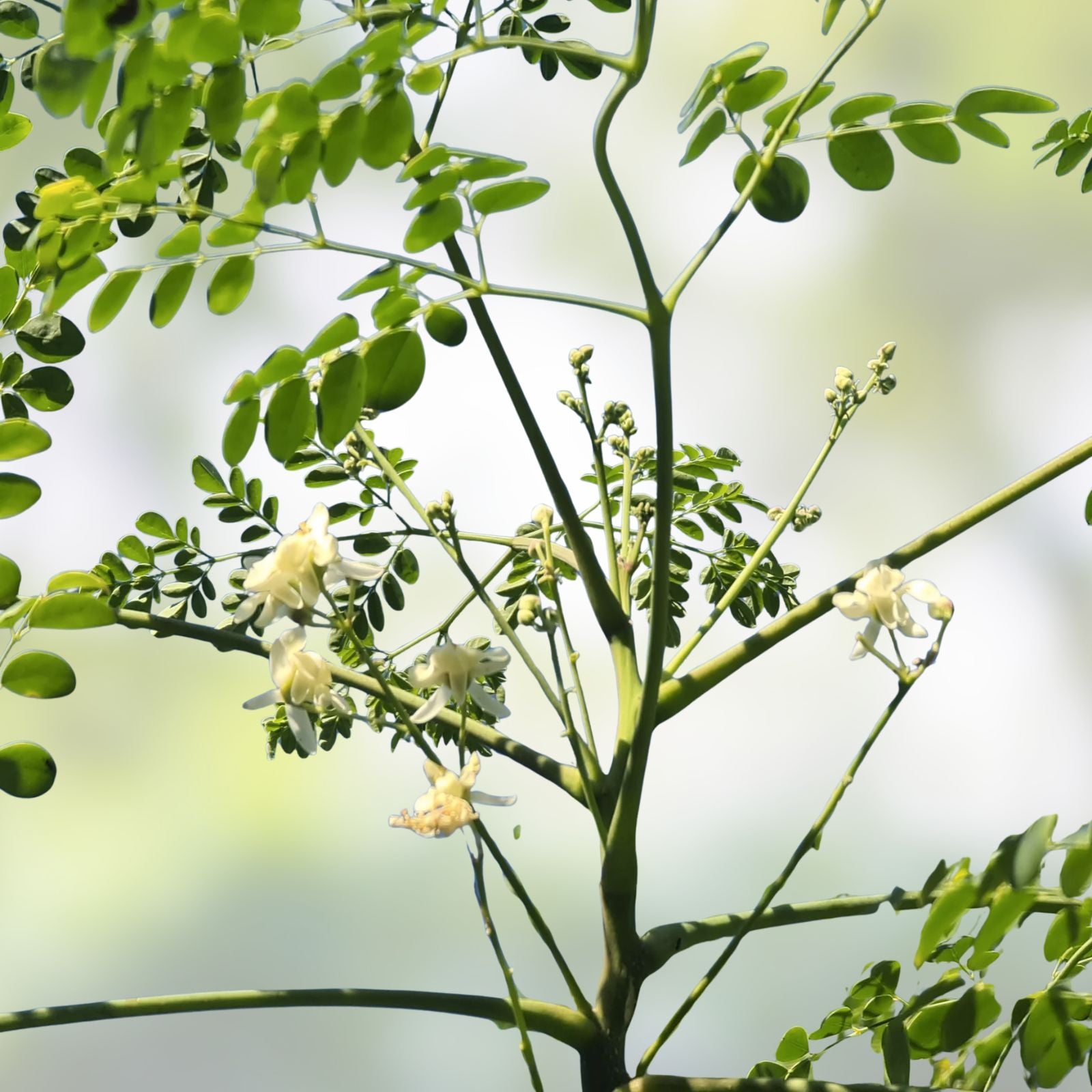 Moringa oleifera Tree Seeds | Live Plant Starter | Nutritious Moringa Tree for Gardening, Landscaping, Bonsai, 20+ Seeds