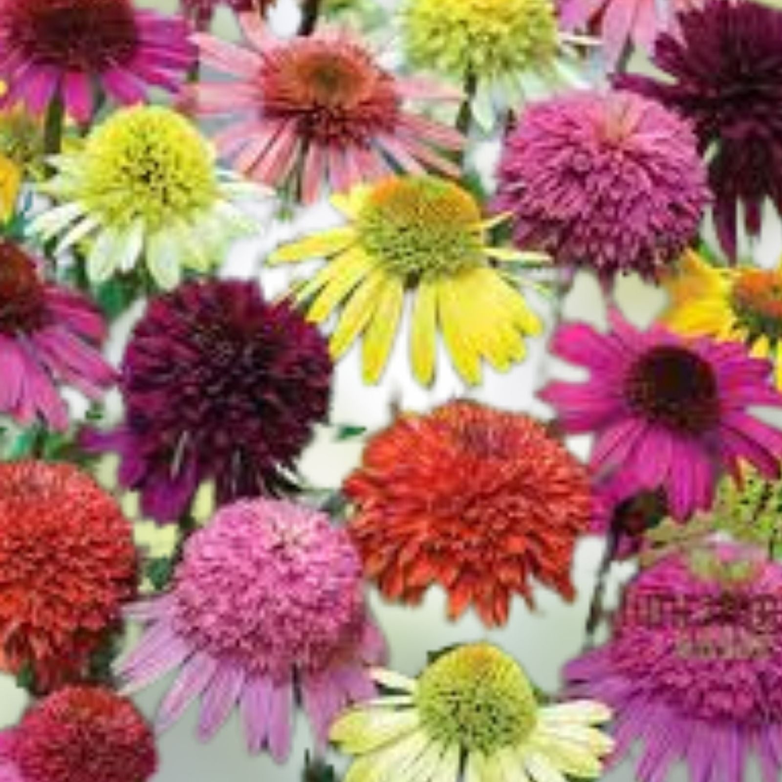 Mixed Coneflower Seeds - Echinacea Variety for Gardens and Pollinators - Easy to Grow Flower Seeds
