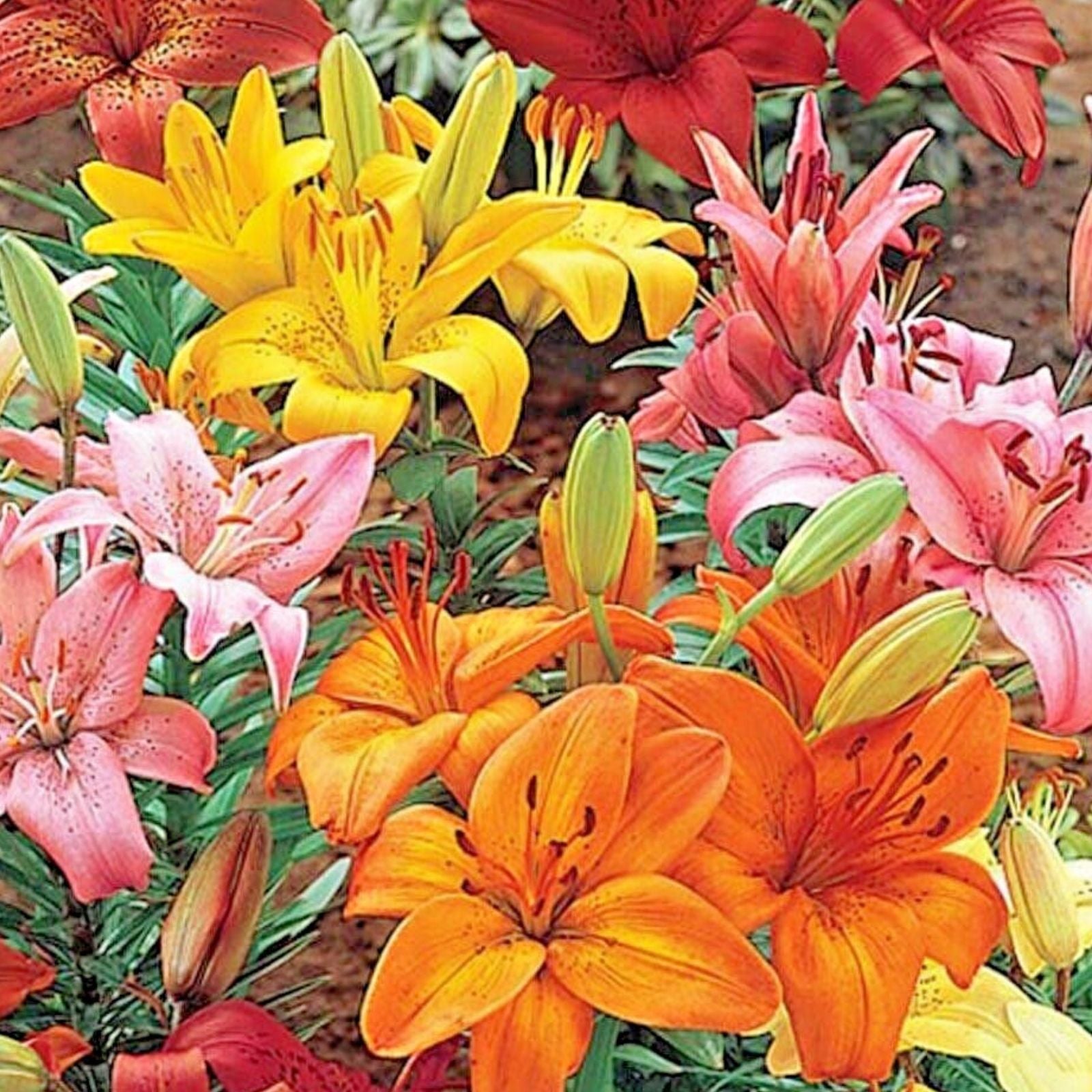 Asiatic Lily Bulbs Mix 14-18cm, Orange Pink Red Yellow, Lilium Hybrid Flowering Bulbs for Garden Planting
