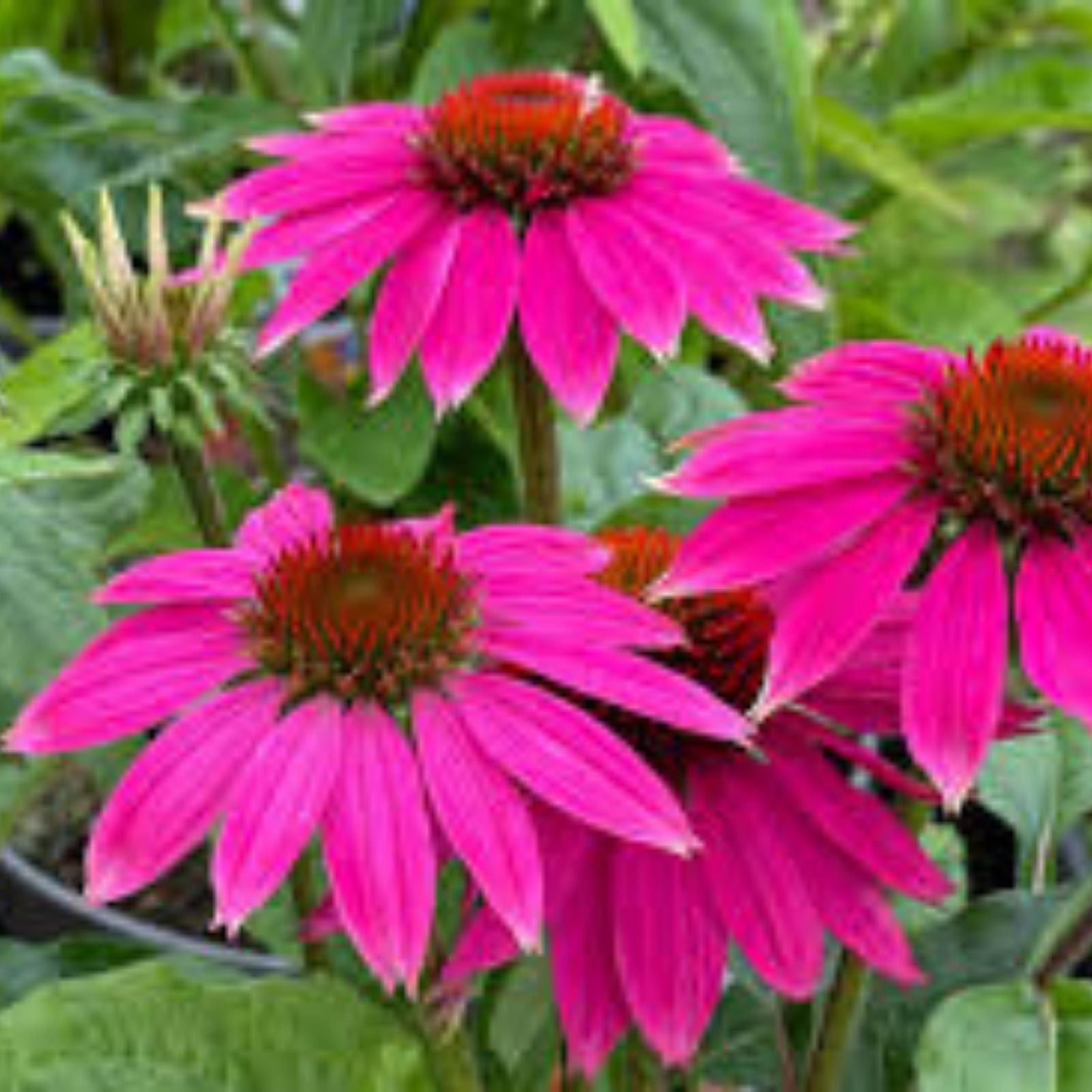 Long Headed Coneflower Seeds 100 Pack - Easy to Grow Echinacea laevigata for Planting and Garden Cultivation