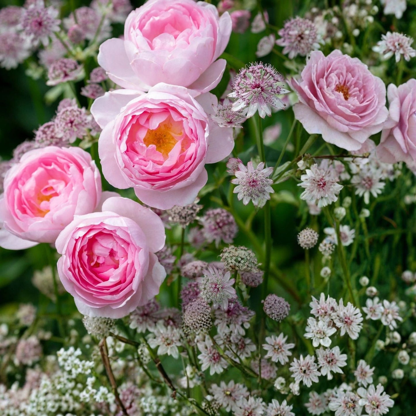 Live Rose Cuttings 5-8" Scepter'd Isle David Austin Unrooted Fresh Stems for Garden and Floral Arrangements