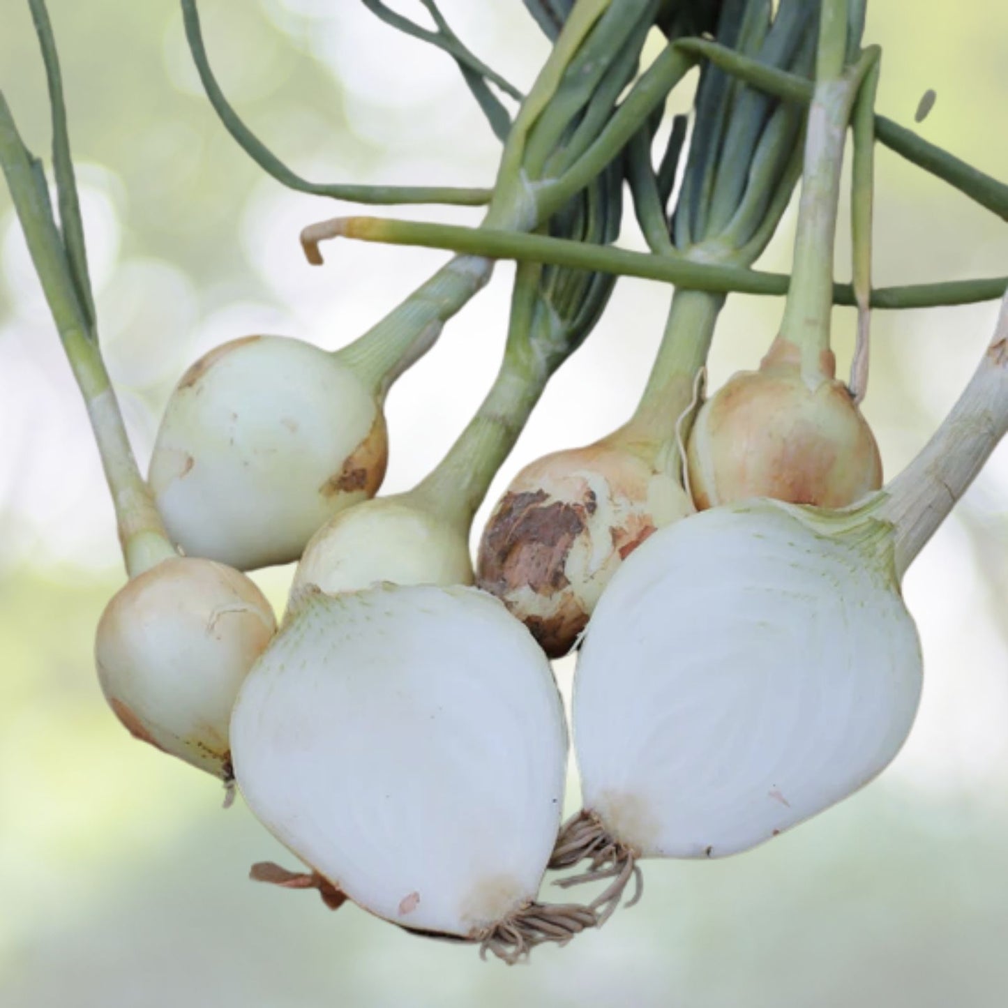 Onion Seeds 200+ Texas Early Grano Heirloom Sweet Variety Allium cepa USA