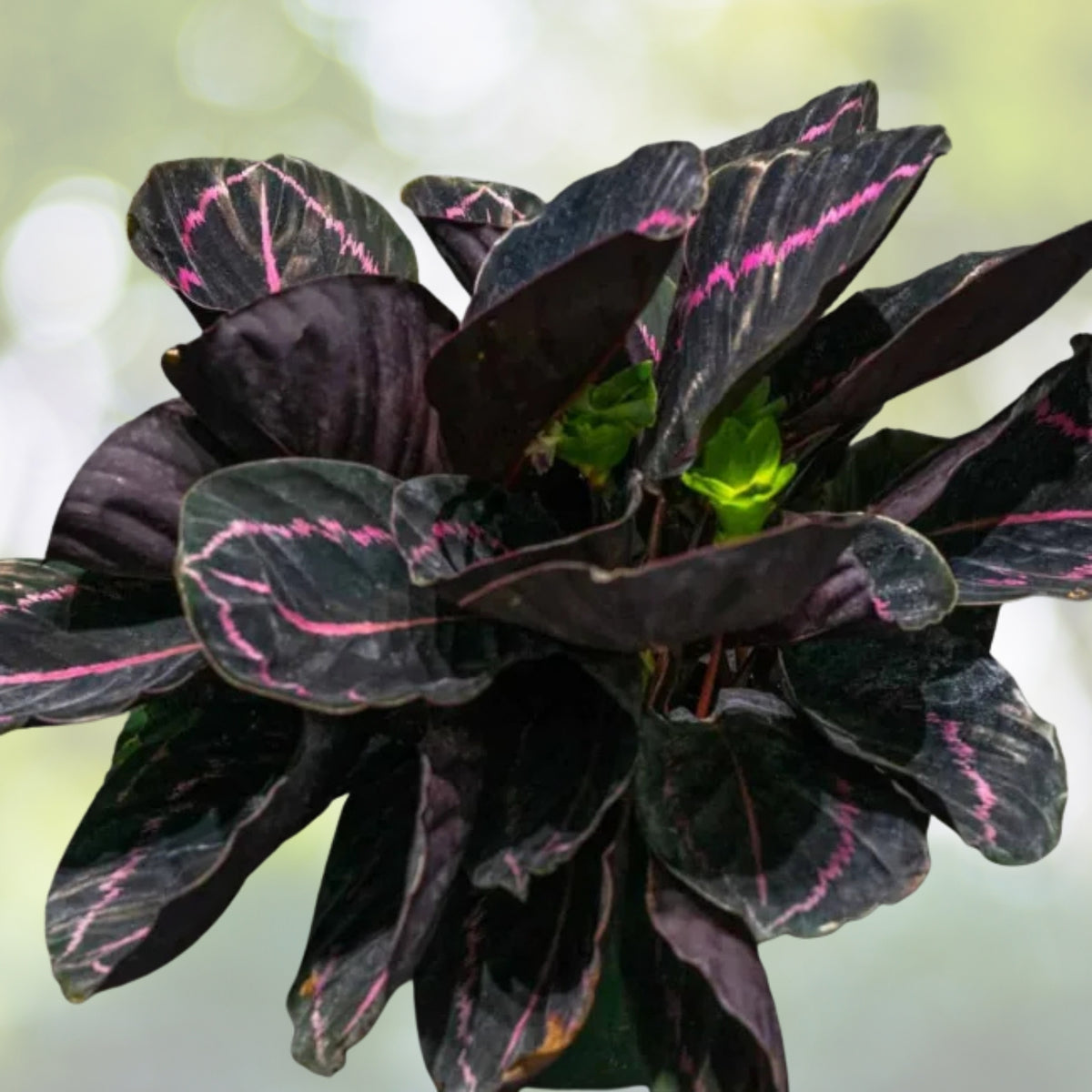 Calathea Dottie Plant 6-Inch Pot | Vibrant Foliage | Calathea Rattlesnake | Indoor Houseplant for Nursery Decor