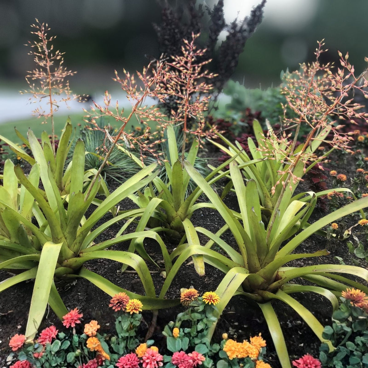 Aechmea Yellow Berries Plant in 9" Pot - Indoor Bromeliad Variety - Aechmea 'Yellow Berries' for Home Decor and Gardens
