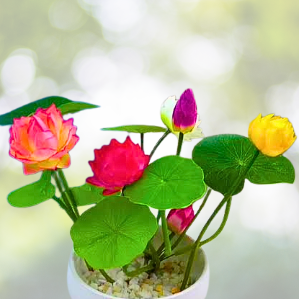 Mixed Color Lotus Seeds 15pcs for Bonsai Bowl Aquatic Gardens - Nymphaea spp. Indoor Outdoor Planting