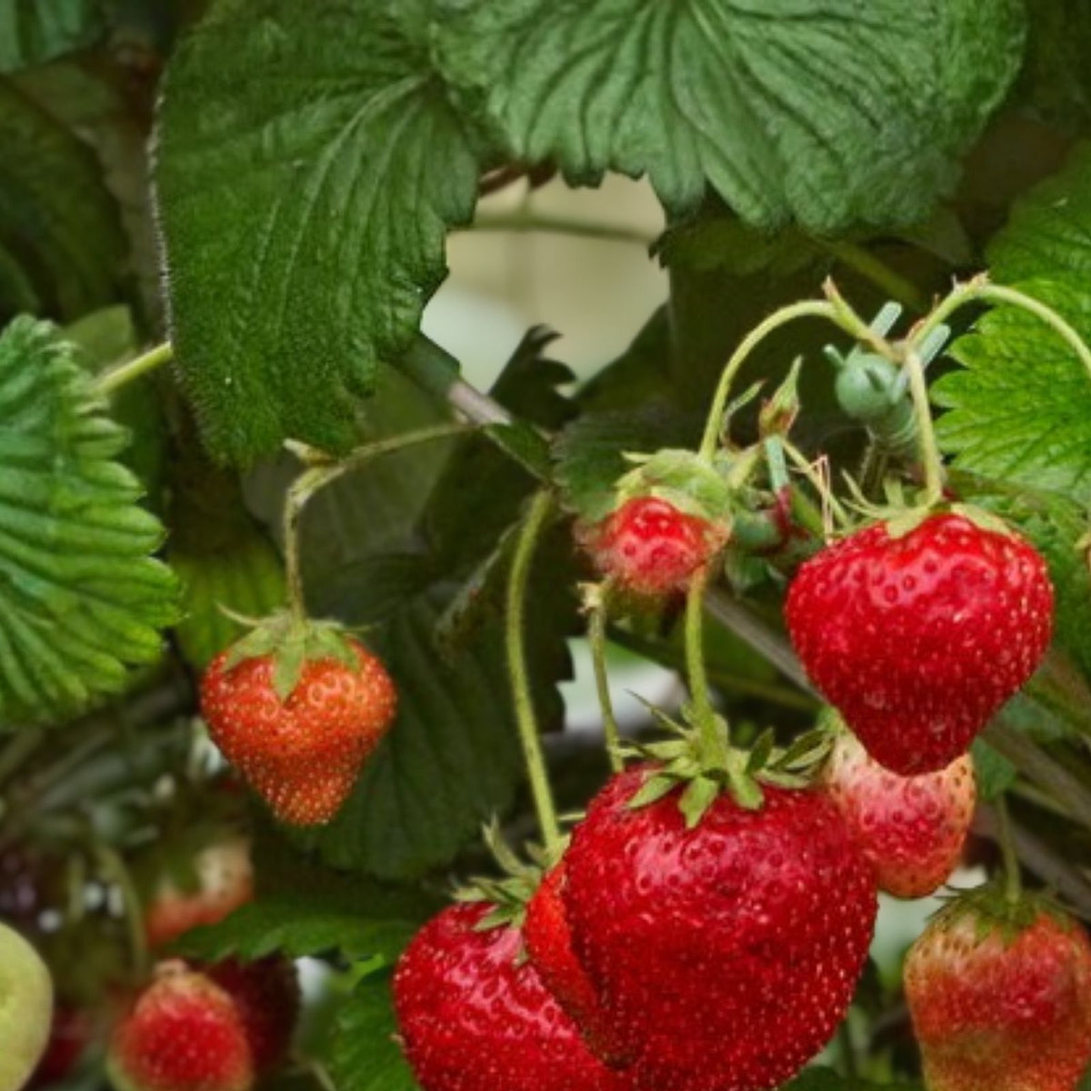 Juicy Gem Strawberry Seeds 150 or 350 Non-GMO Flower Seeds Fragaria x ananassa Garden Plant Fruit