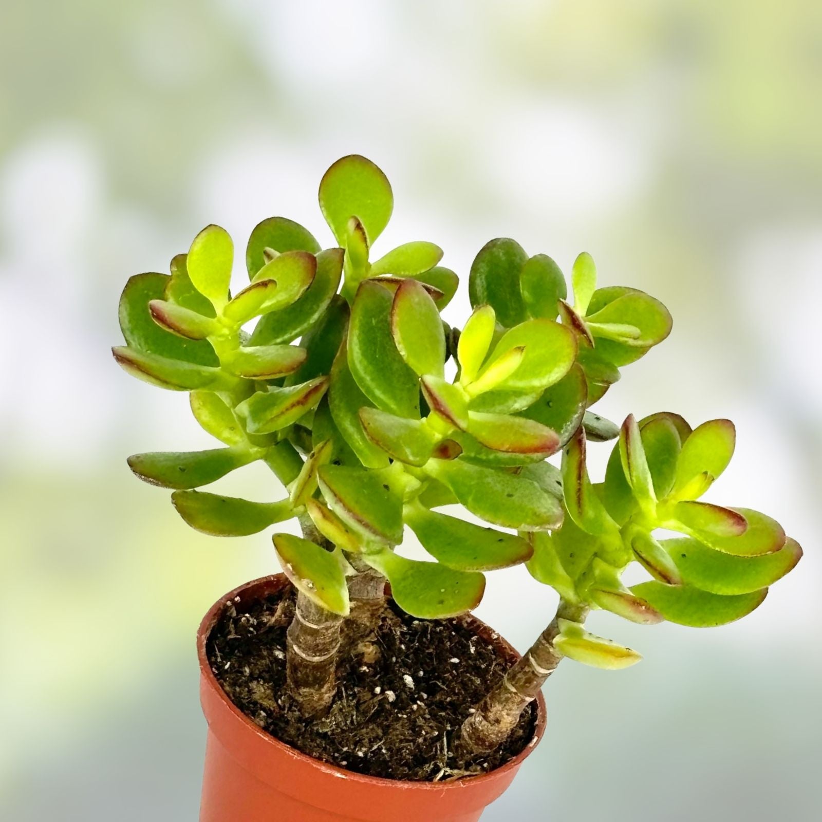 7" Green Jade Succulent Cutting - Crassula ovata - Easy Care Live Houseplant Starter Plant