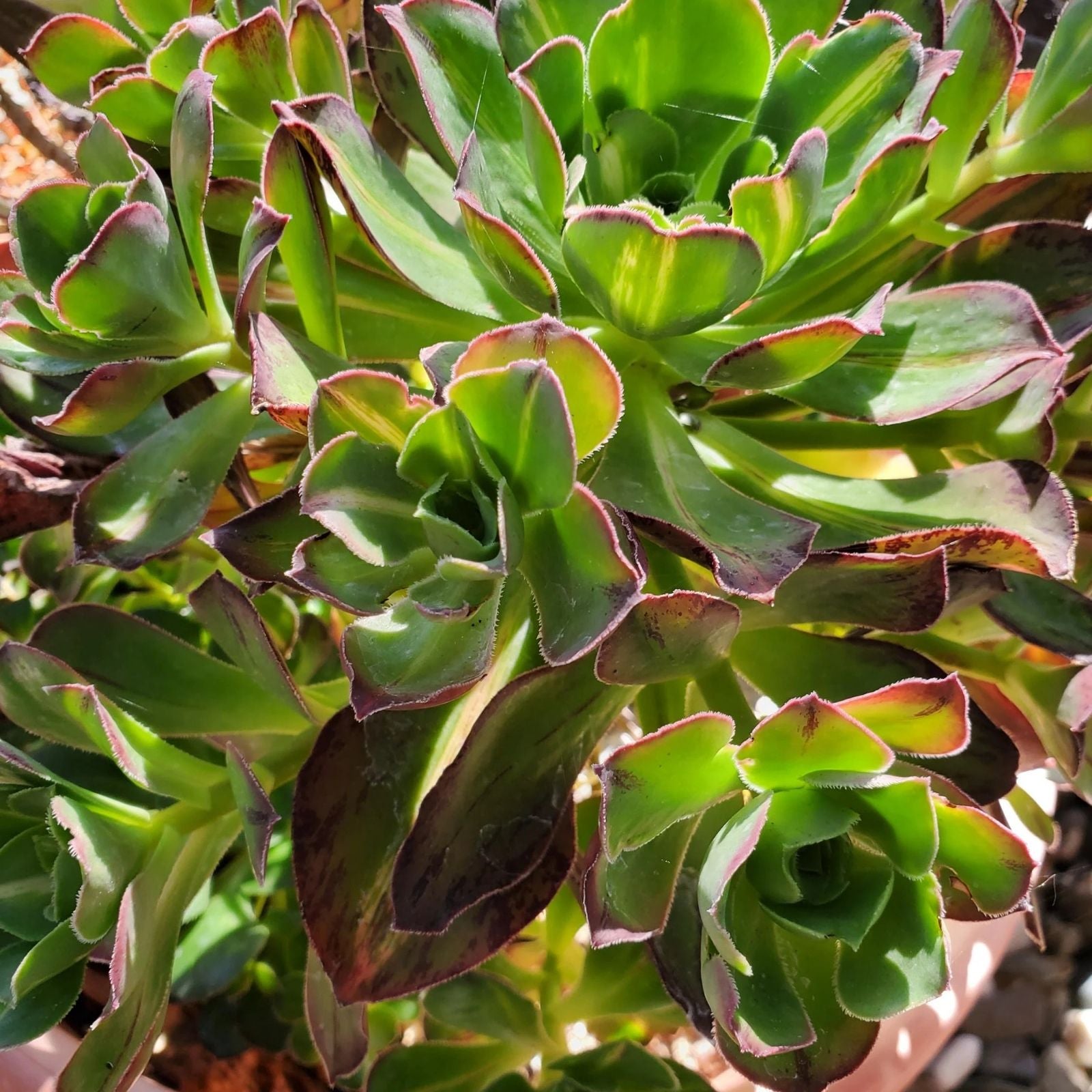 Aeonium Fuji Cuttings - Succulent Plant Propagation Material - Aeonium arboreum 'Fuji'