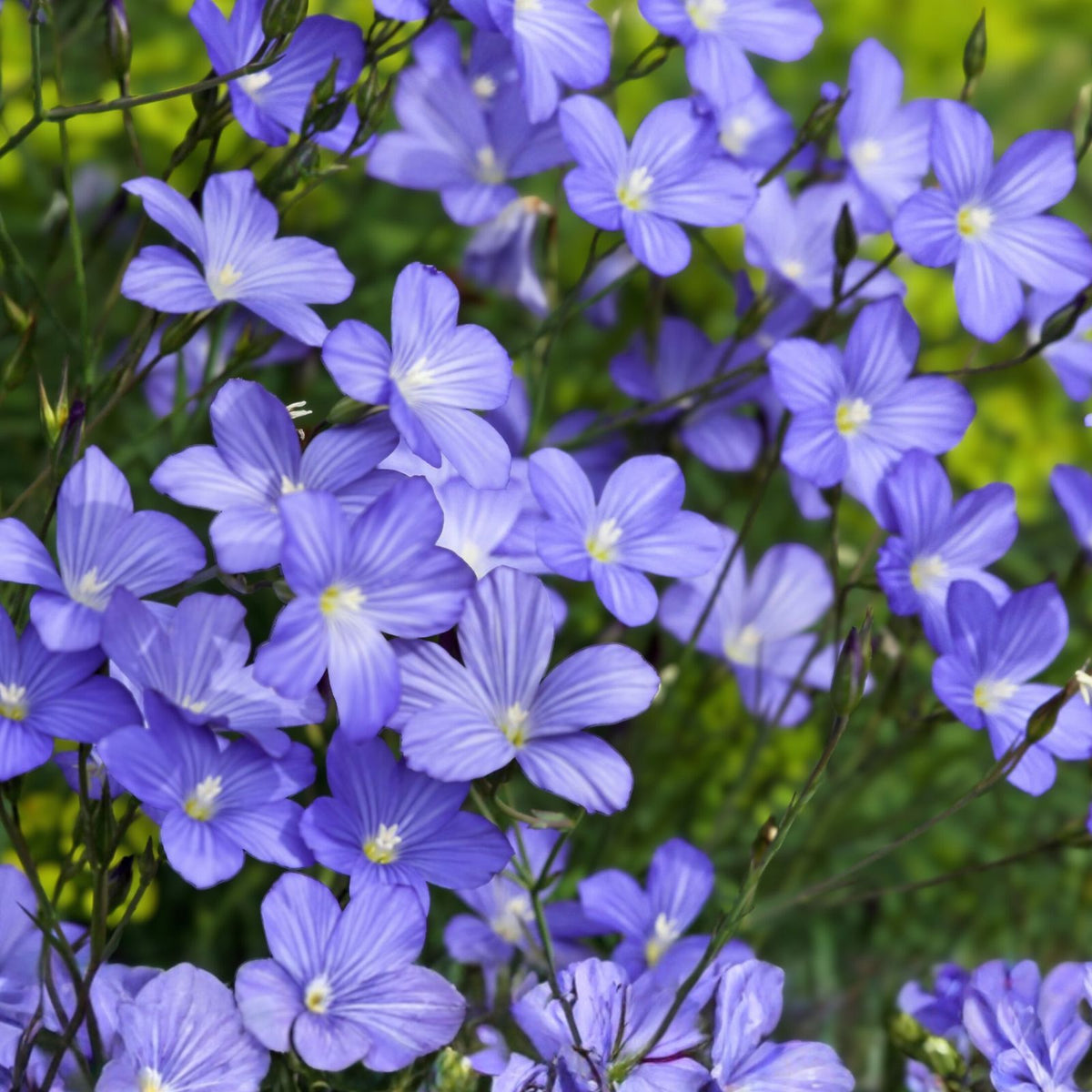Blue Flax Seed Pack - 100+ Seeds for Garden, Wildflower, Ornamental, Linum usitatissimum
