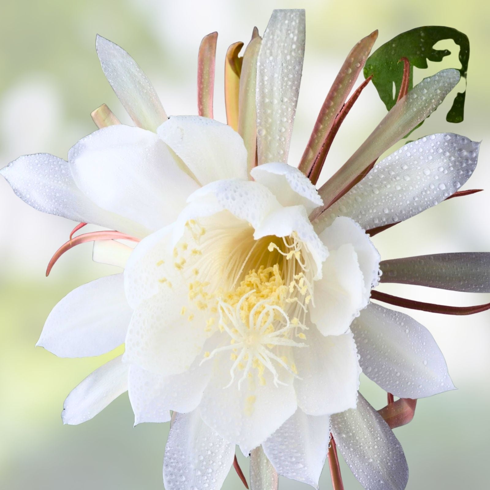 Epiphyllum Cuttings 8-10 Inches Long with Fragrant Flowers, Tropical Succulent Plant, Hookeri and Night Blooming Varieties