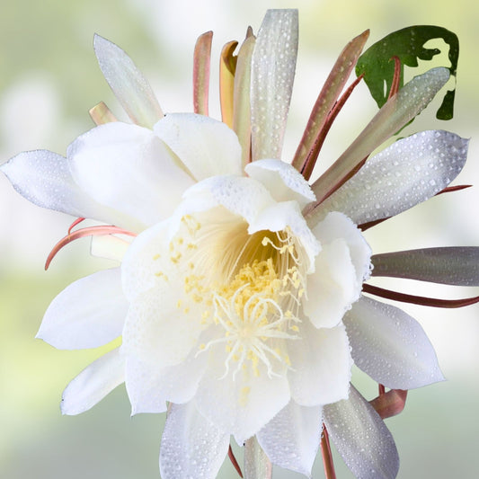 Epiphyllum Cuttings 8-10 Inches Long with Fragrant Flowers, Tropical Succulent Plant, Hookeri and Night Blooming Varieties