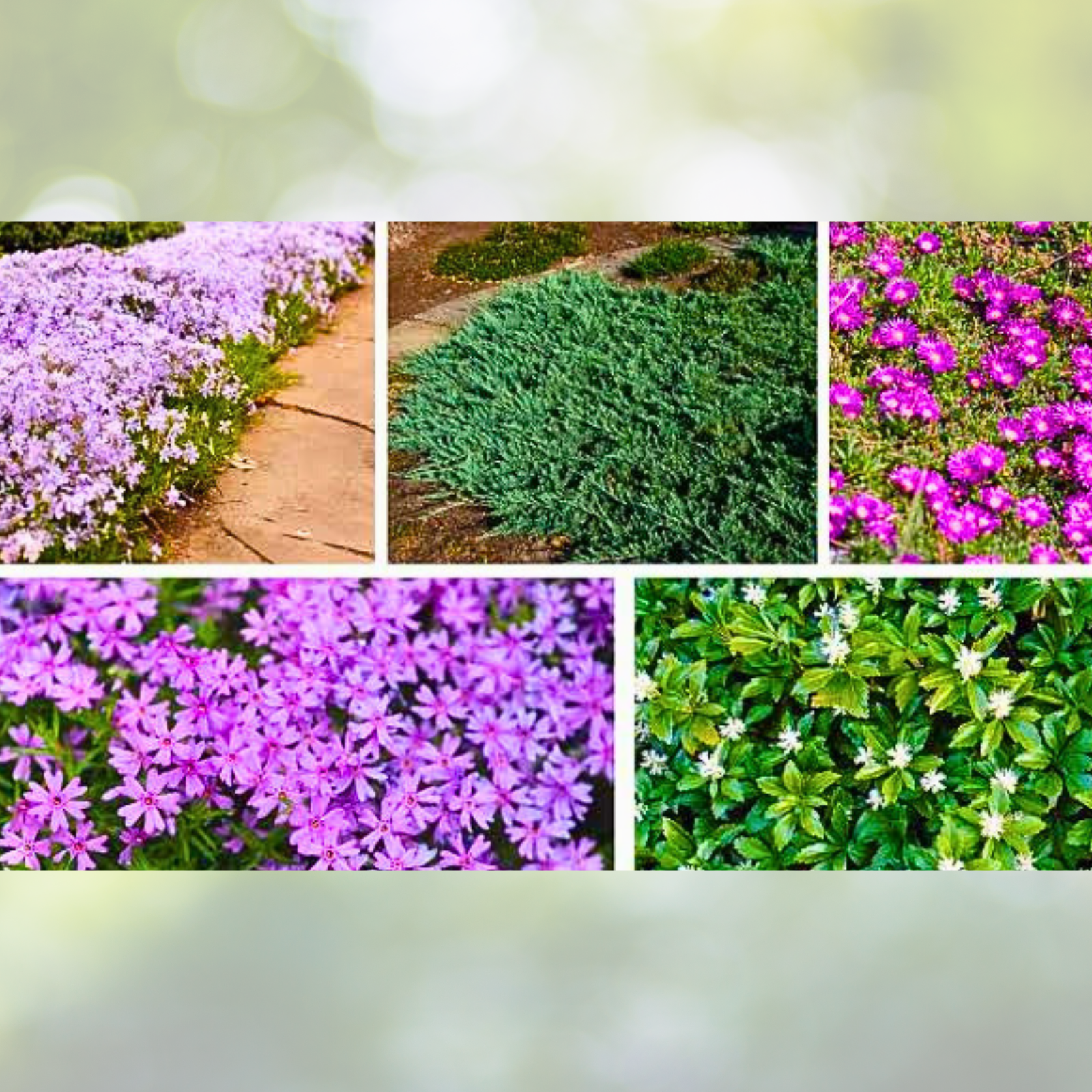 Landscaper's Pack Groundcover Seed Mix - Ultimate Perennials Non-GMO 5000 Seeds for Lush Green Coverage