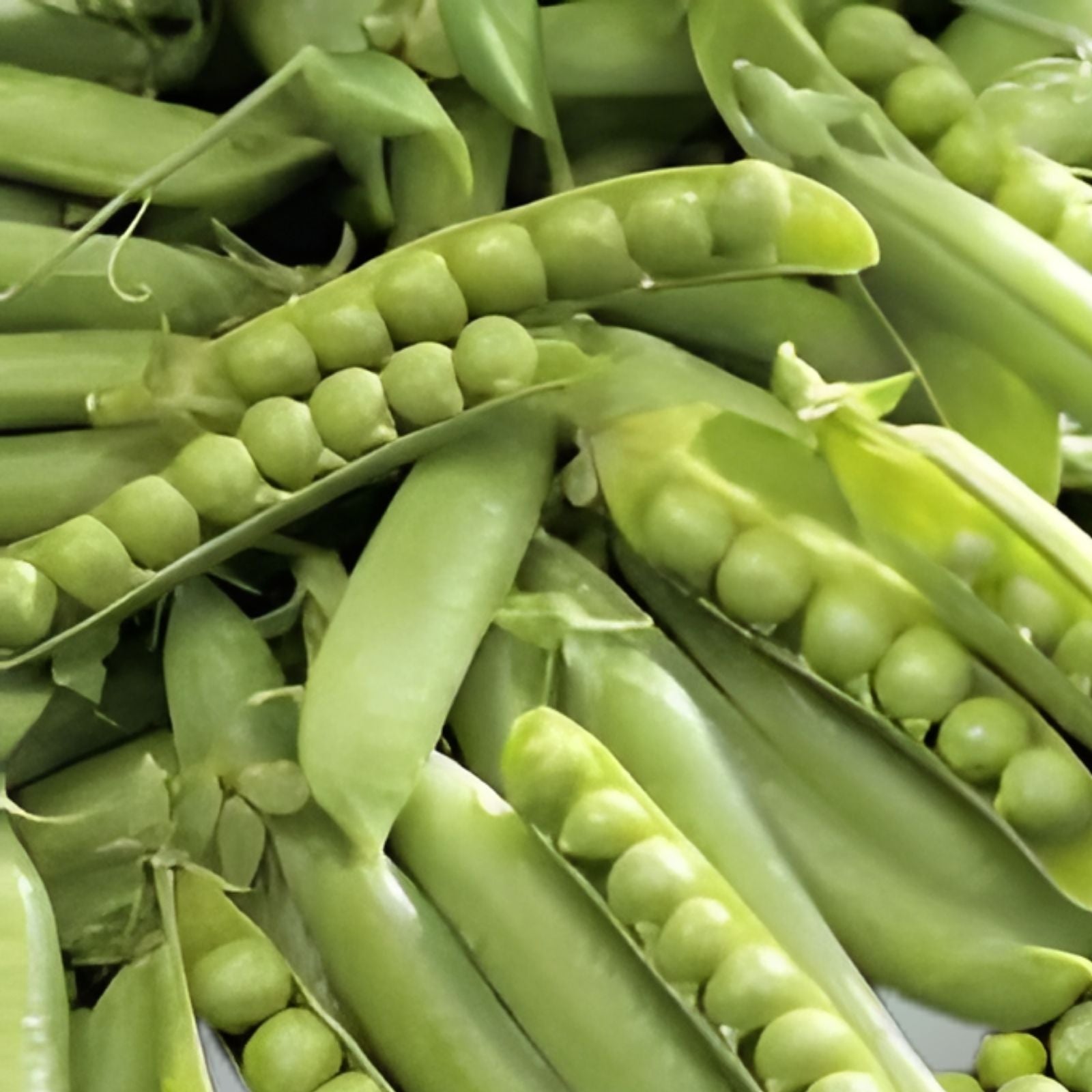 Snow Pea Seeds 30+ Count Dwarf Sugar Grey Chinese Stir Fry Snap Peas Edible Asian Vegetable