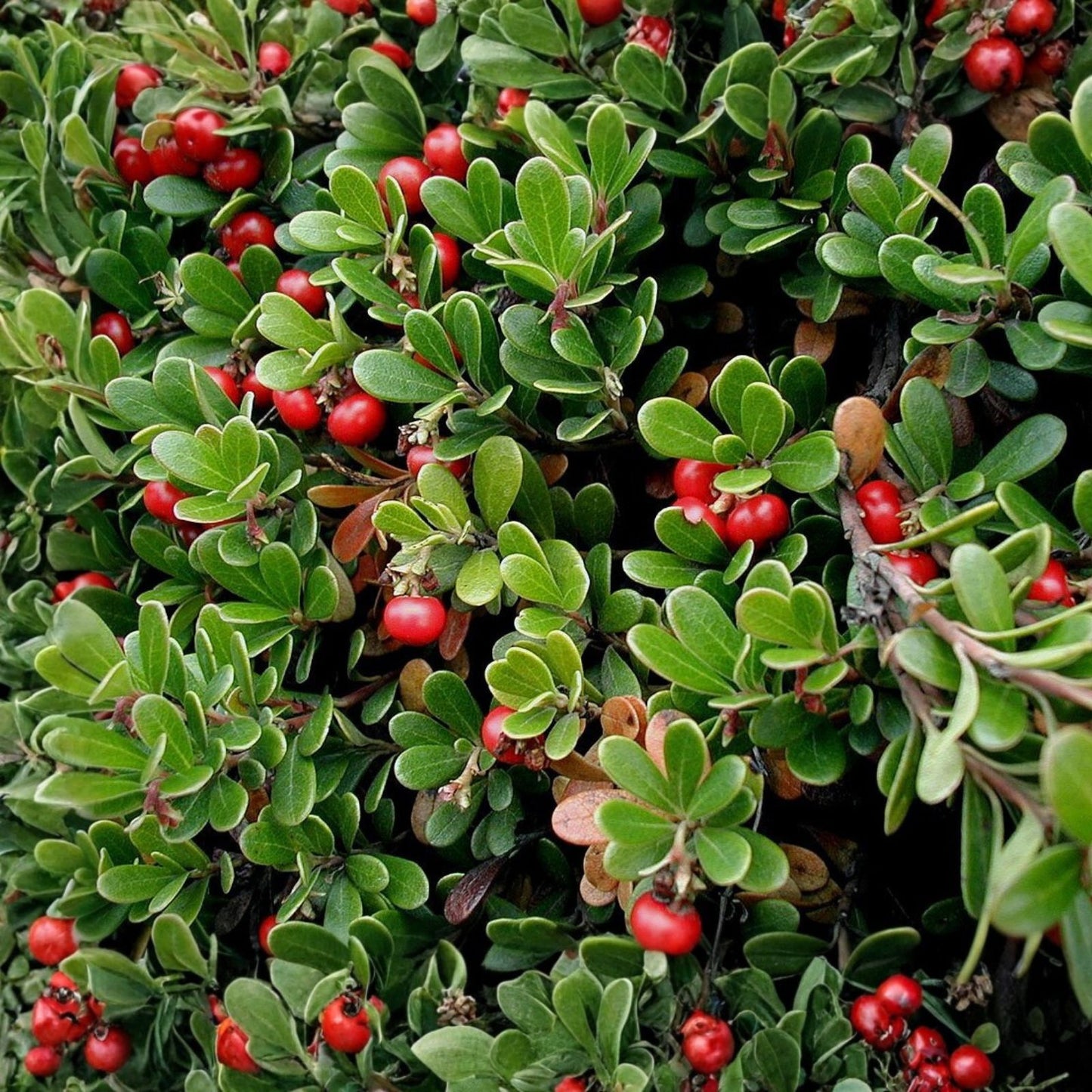 Bearberry Seeds for Planting, 30 Seeds, Ground Cover, Arctostaphylos uva-ursi, Hardy Evergreen Plant