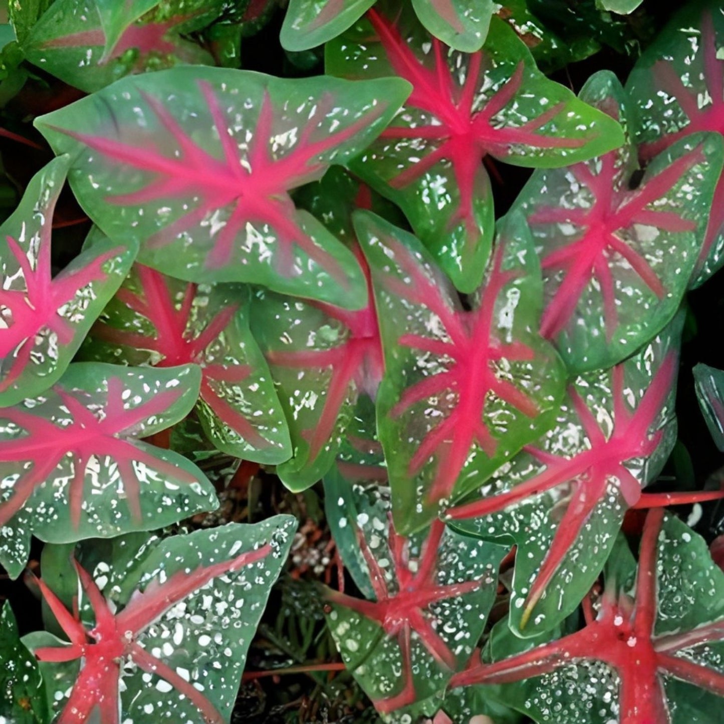 Caladium Bulbs Red Flash Fancy Mix - Colorful Perennial Plant - Caladium hortulanum - Easy to Grow Indoor Outdoor Garden