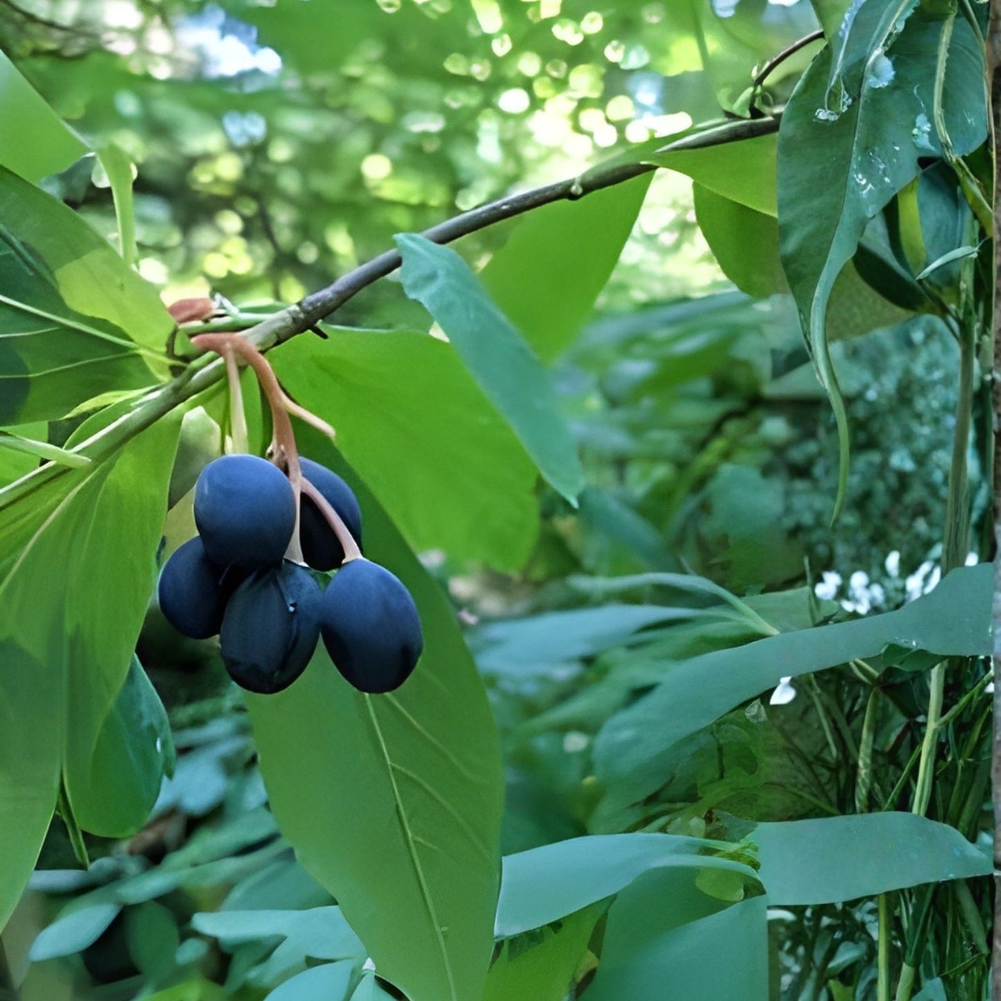 Indian Plum Tree Seeds - 30 Seeds for Planting - Oemleria cerasiformis - Native Fruit Tree Seeds for Garden and Landscaping