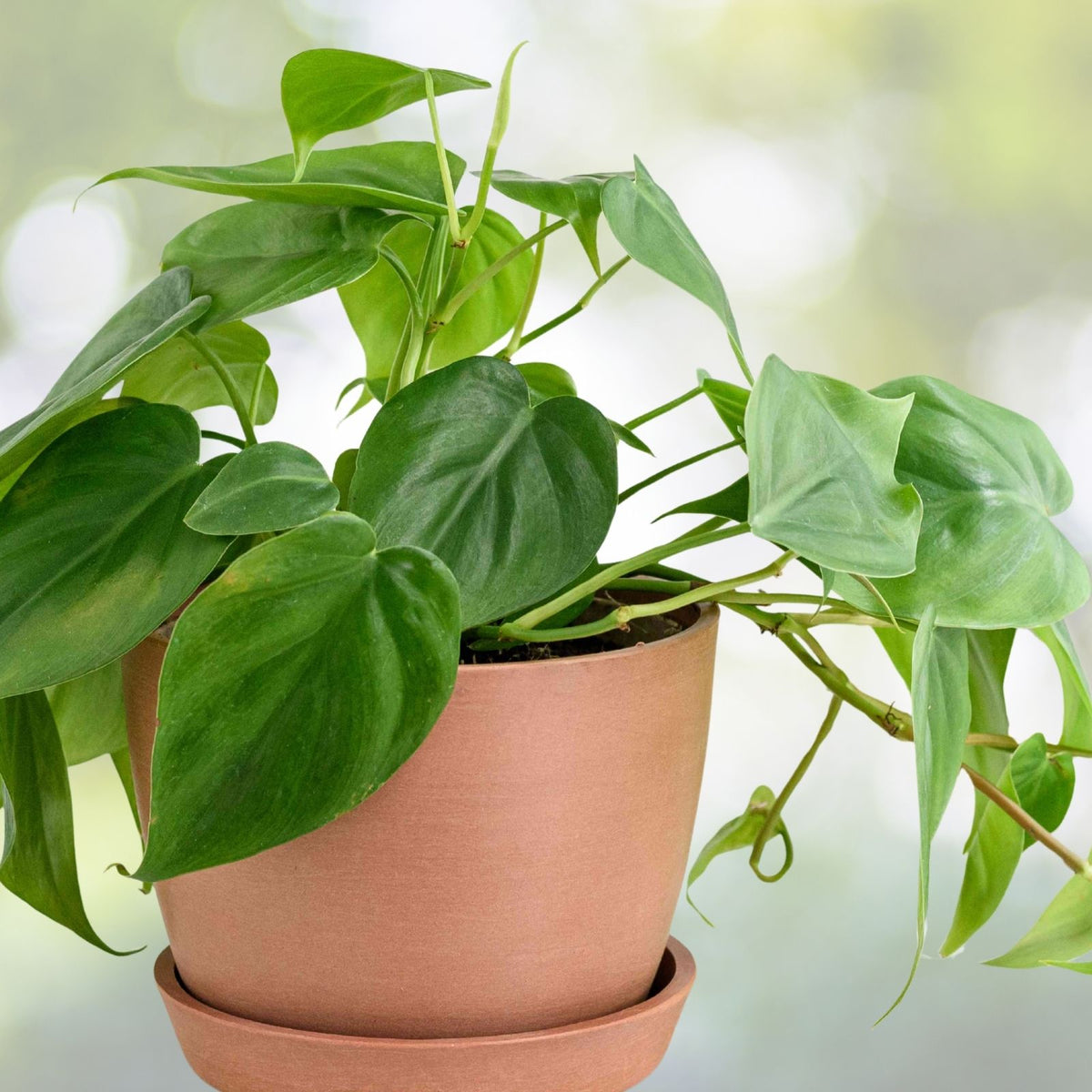 Philodendron Plant | 4" Pot | Brasil Variety | Philodendron hederaceum | Lime-Green Variegation Houseplant