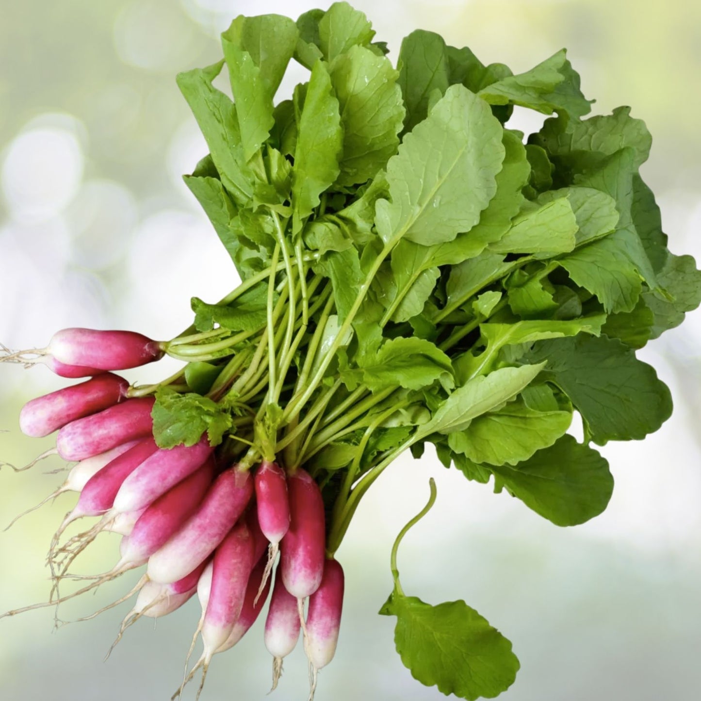 Heirloom French Breakfast Radish Seeds - NON-GMO, Fast Growing, 200+ Seeds, Ideal for Home Gardens, Raphanus sativus