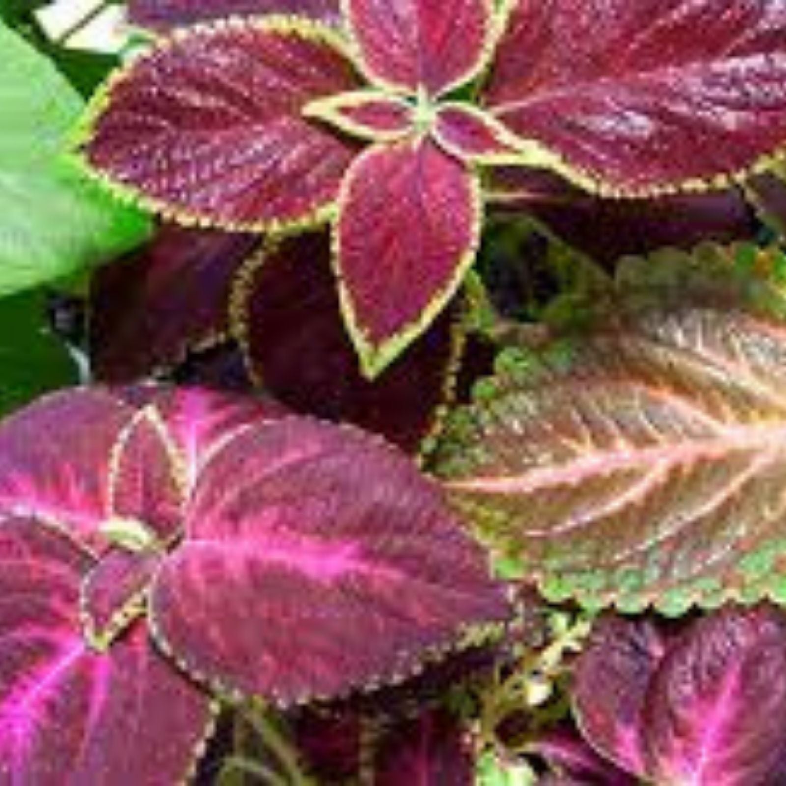Coleus Splish Splash Live Rooted Starter Plant - Vibrant Ornamental Foliage - Coleus blumei