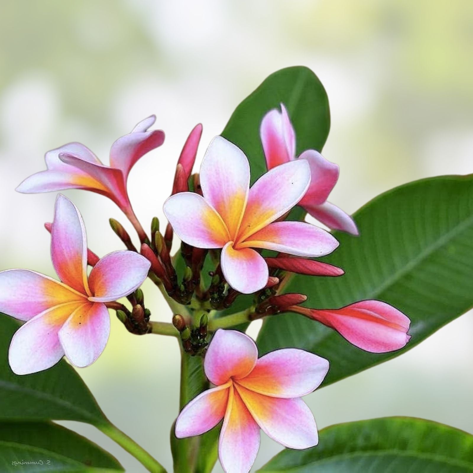 Purple Plumeria Plant in 3-Inch Pot – Live Rooted Frangipani from Seeds – Tropical Flowering Plant, Frangipani (Plumeria spp.)