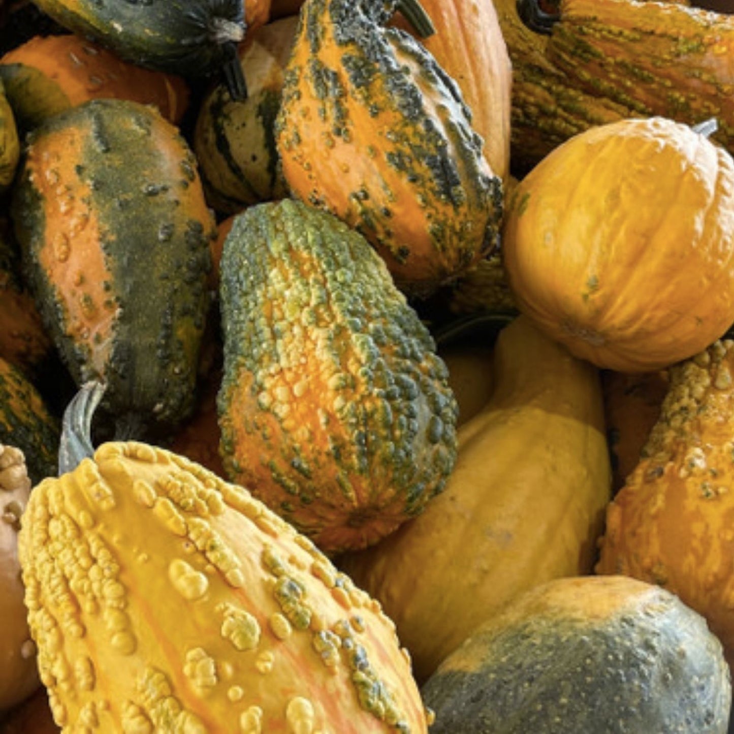 Lunch Lady Gourd Seeds 10 Pack - Exotic Pumpkin Variety for Planting, Cucurbita pepo