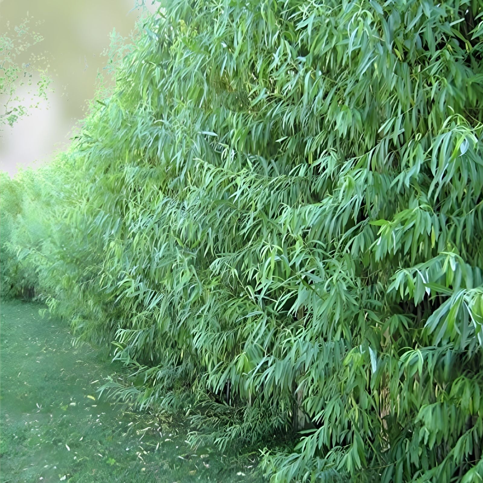 Willow Trees Bundle 5 Pack – Weeping, Austree Hybrid, Corkscrew Salix spp. Live Tree Set for Landscaping and Garden