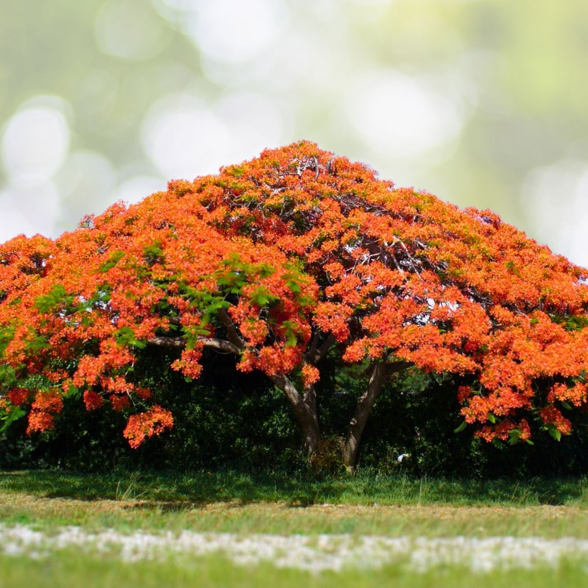 Fresh Flamboyant Tree Seeds - 10 Seeds Royal Poinciana, Delonix Regia, Red Flame Tree, Easy to Sprout, Harvested This Season