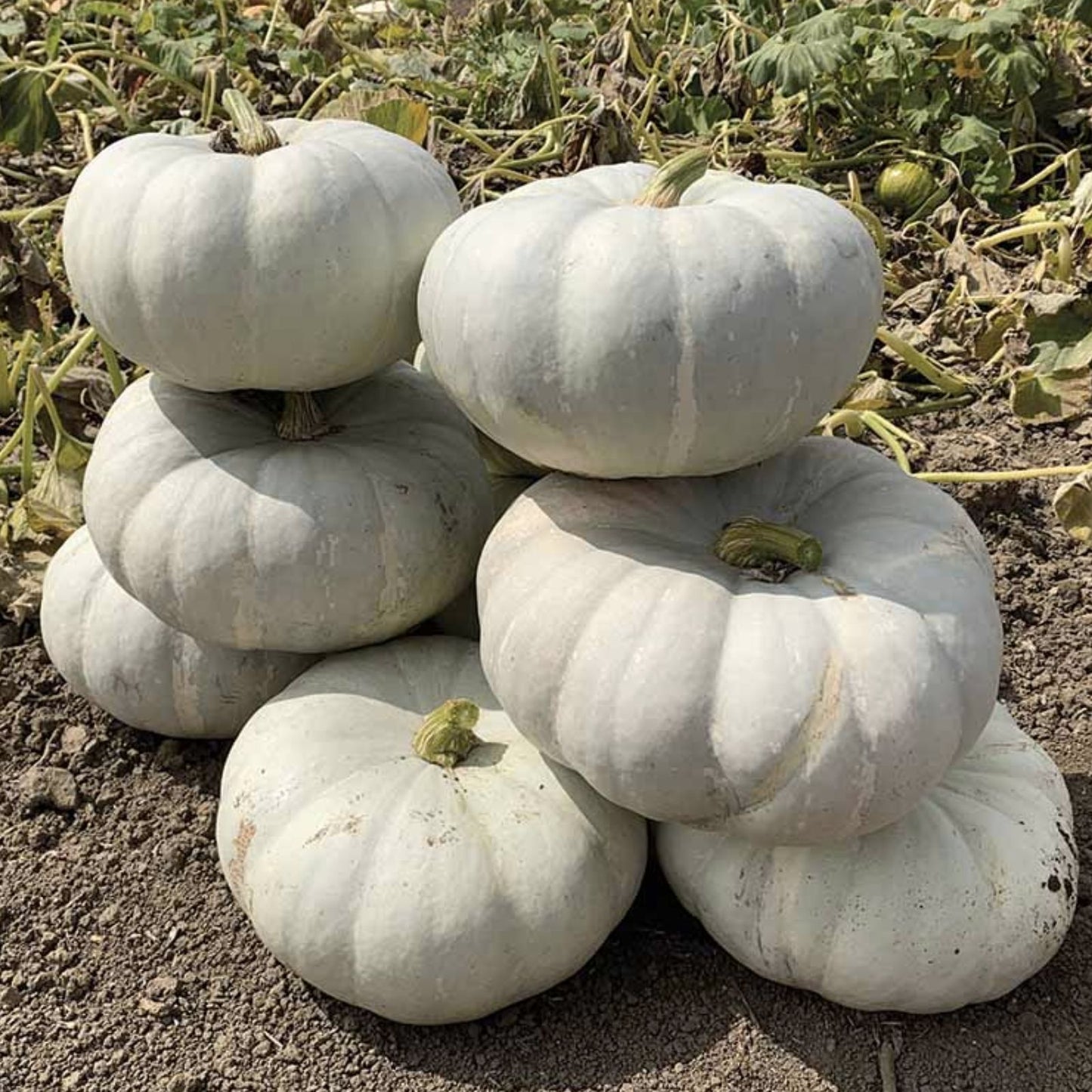Silver Moon Pumpkin Seeds 10 Pack | Cucurbita pepo Edible Pumpkin Seeds for Planting | Starter Plant, Bare Root, Live Plant