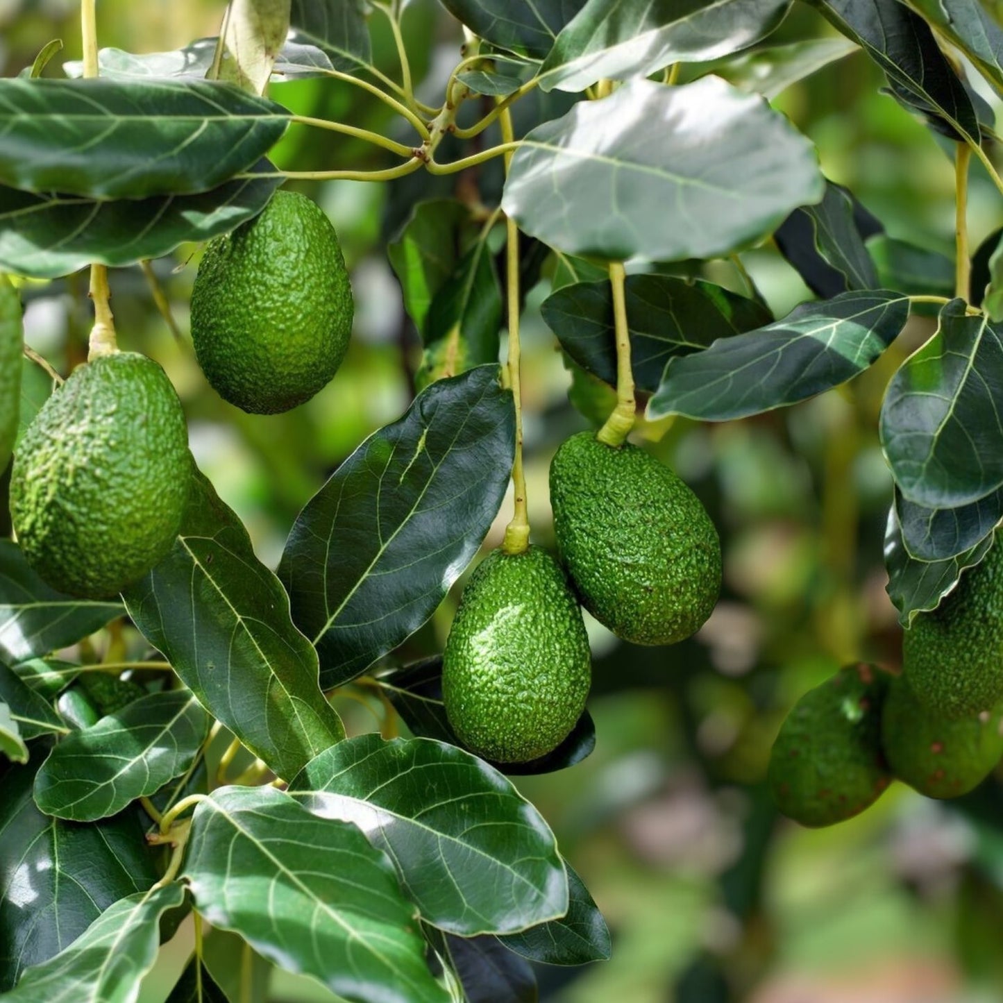 Fuerte & Bacon Avocado Grafting Scions - 6 Cuttings Persea americana, Fruit Tree Graftwood, Propagation Supplies